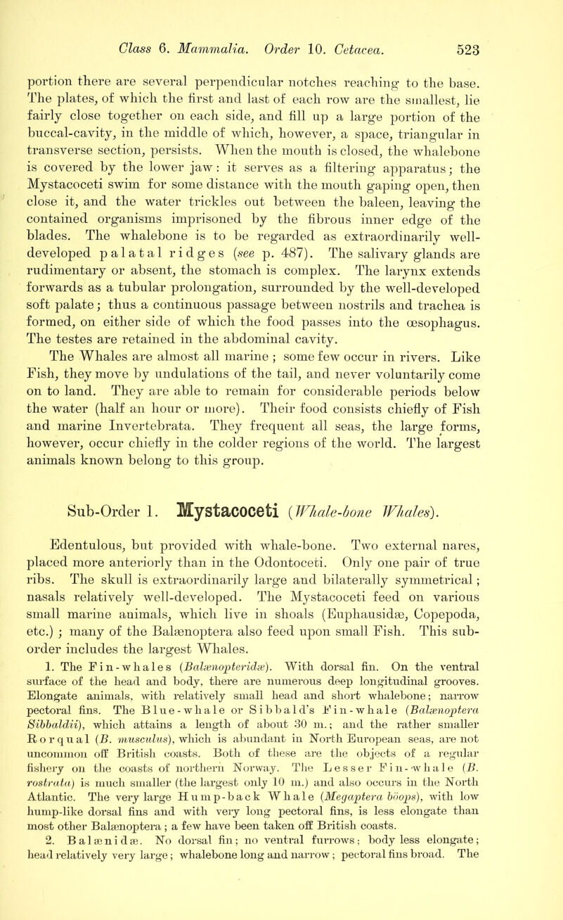 portion there are several perpendicular notches reaching to the base. The plates, of which the first and last of each row are the smallest, lie fairly close together on each side, and fill np a large portion of the buccal-cavity, in the middle of which, however, a space, triangular in transverse section, persists. When the mouth is closed, the whalebone is covered by the lower jaw: it serves as a filtering apparatus; the Mystacoceti swim for some distance with the mouth gaping open, then close it, and the water trickles out between the baleen, leaving the contained organisms imprisoned by the fibrous inner edge of the blades. The whalebone is to be regarded as extraordinarily well- developed palatal ridges [see p. 487). The salivary glands are rudimentary or absent, the stomach is complex. The larynx extends forwards as a tubular prolongation, surrounded by the well-developed soft palate; thus a continuous passage between nostrils and trachea is formed, on either side of which the food passes into the oesophagus. The testes are retained in the abdominal cavity. The Whales are almost all marine ; some few occur in rivers. Like Fish, they move by undulations of the tail, and never voluntarily come on to land. They are able to remain for considerable periods below the water (half an hour or more). Their food consists chiefly of Fish and marine Invertebrata. They frequent all seas, the large forms, however, occur chiefly in the colder regions of the world. The largest animals known belong to this group. Sub-Order 1. MystaCOCeti (Whale-bone Whales). Edentulous, but provided with whale-bone. Two external nares, placed more anteriorly than in the Odontoceti. Only one pair of true ribs. The skull is extraordinarily large and bilaterally symmetrical; nasals relatively well-developed. The Mystacoceti feed on various small marine animals, which live in shoals (Euphausidse, Copepoda, etc.) ; many of the Balsenoptera also feed upon small Fish. This sub- order includes the largest Whales. 1. The Fin-whales (Balxnopteridx). With dorsal fin. On the ventral surface of the head and body, there are numerous deep longitudinal grooves. Elongate animals, with relatively small head and short whalebone; narrow pectoral fins. The Blue-whale or Sibb aid’s Fin-whale (Balxnoptera Sibbaldii), which attains a length of about 30 m.; and the rather smaller Rorqual (B. musculus), which is abundant in North European seas, are not uncommon off British coasts. Both of these are the objects of a regular fishery on the coasts of northern Norway. The Lesser Fin -whale (B. rostrata) is much smaller (the largest only 10 m.) and also occurs in the North Atlantic. The very large Hump-back Whale (Megaptera boops), with low hump-like dorsal fins and with very long pectoral fins, is less elongate than most other Balsenoptera ; a few have been taken off British coasts. 2. B a 1 sc n i d se. No dorsal fin; no ventral furrows; body less elongate; head relatively very large; whalebone long and narrow; pectoral fins broad. The