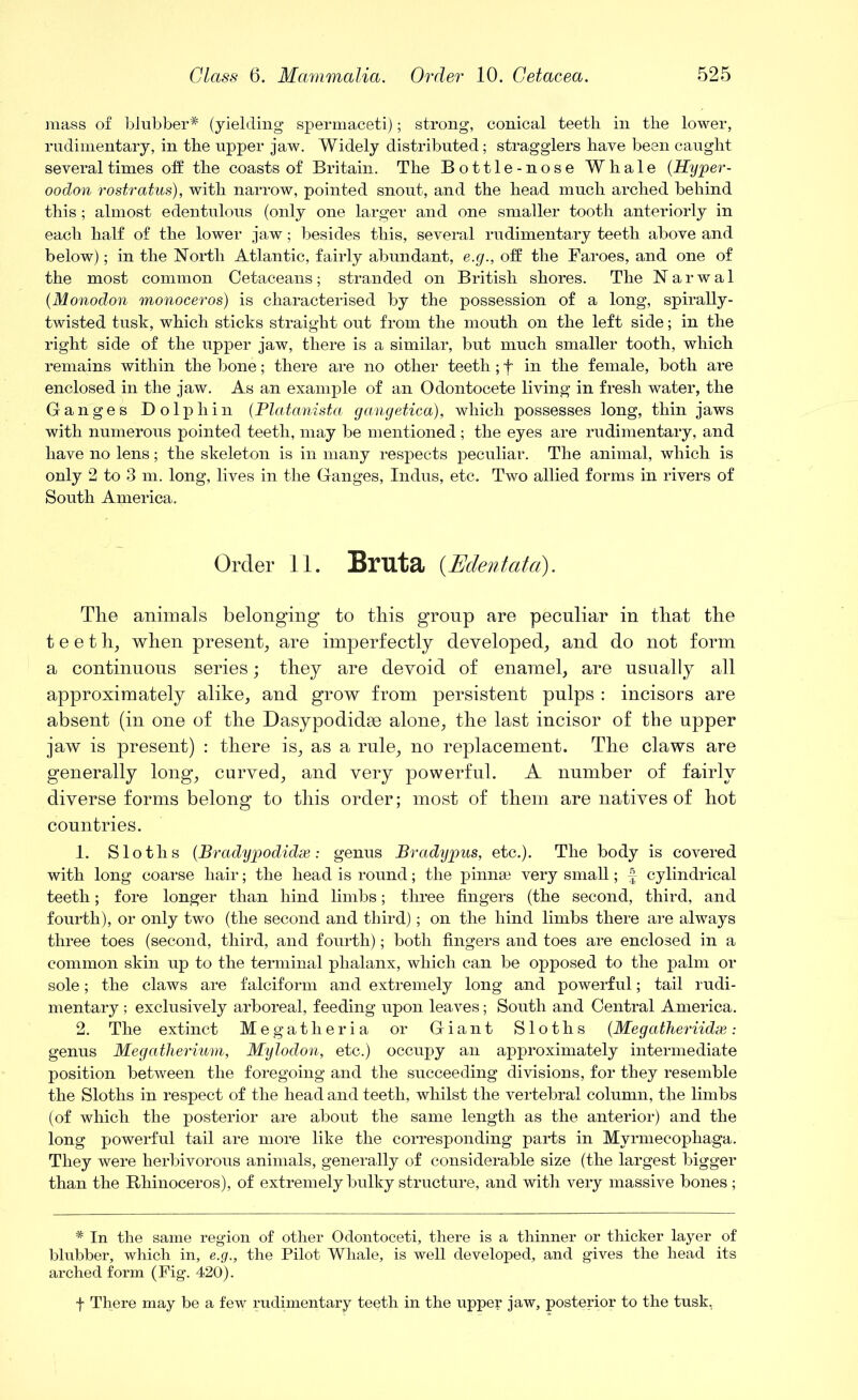 mass of blubber* (yielding spermaceti); strong, conical teeth in the lower, rudimentary, in the upper jaw. Widely distributed; stragglers have been caught several times off the coasts of Britain. The Bottle-nose Whale (Hyper- oodon rostratus), with narrow, pointed snout, and the head much arched behind this ; almost edentulous (only one larger and one smaller tooth anteriorly in each half of the lower jaw; besides this, several rudimentary teeth above and below); in the North Atlantic, fairly abundant, e.g., off the Faroes, and one of the most common Cetaceans; stranded on British shores. The Narwal (Monodon monoceros) is characterised by the possession of a long, spirally- twisted tusk, which sticks straight out from the mouth on the left side; in the right side of the upper jaw, there is a similar, but much smaller tooth, which remains within the bone; there are no other teeth; f in the female, both are enclosed in the jaw. As an example of an Odontocete living in fresh water, the Ganges Dolphin (Platanista gangetica), which possesses long, thin jaws with numerous pointed teeth, may be mentioned ; the eyes are rudimentary, and have no lens; the skeleton is in many respects peculiar. The animal, which is only 2 to 3 m. long, lives in the Ganges, Indus, etc. Two allied forms in rivers of South America. Order 11. Bmtci (Edentata). Tlie animals belonging to this group are peculiar in that the teeth, when present, are imperfectly developed, and do not form a continuous series; they are devoid of enamel, are usually all approximately alike, and grow from persistent pulps : incisors are absent (in one of the Dasypodidae alone, the last incisor of the upper jaw is present) : there is, as a rule, no replacement. The claws are generally long, curved, and very powerful. A number of fairly diverse forms belong to this order; most of them are natives of hot countries. 1. Sloths {Bradypodidse: genus Brady pus, etc.). The body is covered with long coarse hair; the head is round; the pinnae very small; f cylindrical teeth; fore longer than hind limbs; three fingers (the second, third, and fourth), or only two (the second and third); on the hind limbs there are always three toes (second, third, and fourth); both fingers and toes are enclosed in a common skin up to the terminal phalanx, which can be opposed to the palm or sole; the claws are falciform and extremely long and powerful; tail rudi- mentary ; exclusively arboreal, feeding upon leaves; South and Central America. 2. The extinct Megatheria or Giant Sloths (Megatheriidx: genus Megatherium, Mylodon, etc.) occupy an approximately intermediate position between the foregoing and the succeeding divisions, for they resemble the Sloths in respect of the head and teeth, whilst the vertebral column, the limbs (of which the posterior are about the same length as the anterior) and the long powerful tail are more like the corresponding parts in Myrmecophaga. They were herbivorous animals, generally of considerable size (the largest bigger than the Rhinoceros), of extremely bulky structure, and with very massive bones ; * In the same region of other Odontoceti, there is a thinner or thicker layer of blubber, which in, e.g., the Pilot Whale, is well developed, and gives the head its arched form (Fig. 420). f There may be a few rudimentary teeth in the upper jaw, posterior to the tusk,