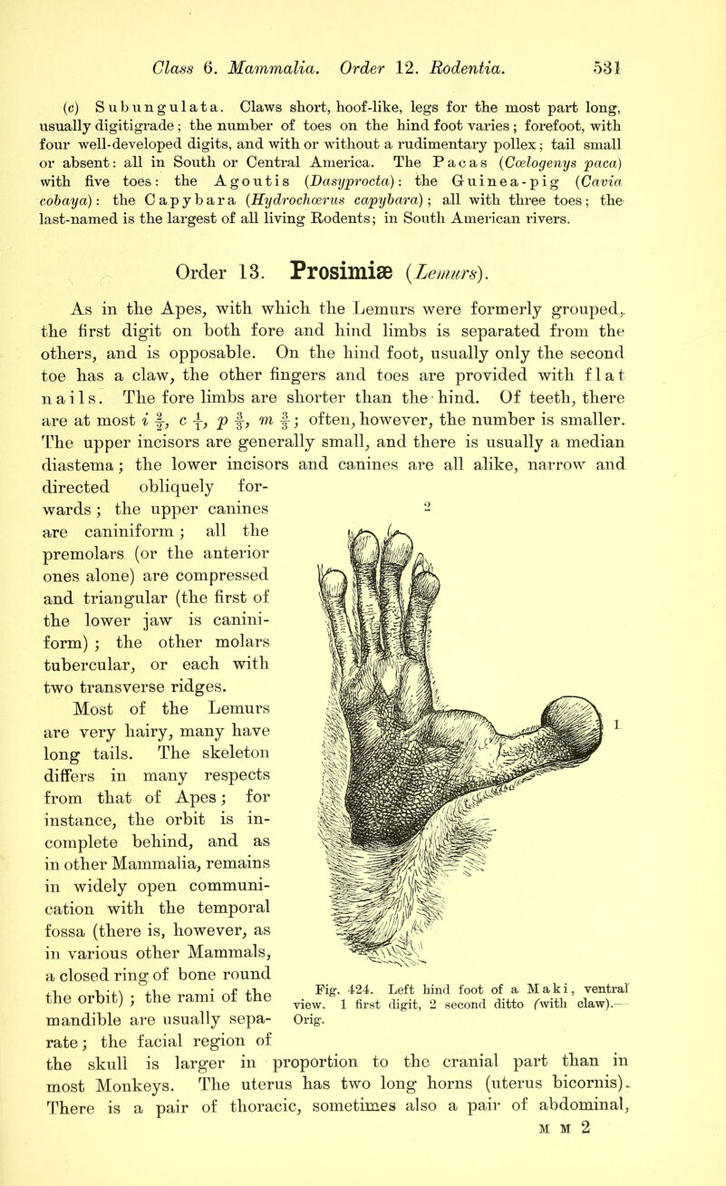 (c) Subungulata. Claws short, hoof-like, legs for the most part long, usually digitigrade; the number of toes on the hind foot varies ; forefoot, with four well-developed digits, and with or without a rudimentary pollex; tail small or absent: all in South or Central America. The Pacas (Ccelogenys paca) with five toes: the Agoutis (Dasyprocta): the Gruinea-pig (Cavia cobay a): the Capybara (Hydrochoerus capybara); all with three toes; the last-named is the largest of all living Rodents; in South American rivers. Order IS. Prosimise (Lemurs). As in the Apes, with which the Lemurs were formerly grouped,, the first digit on both fore and hind limbs is separated from the others, and is opposable. On the hind foot, usually only the second toe has a claw, the other fingers and toes are provided with flat nails. The fore limbs are shorter than the hind. Of teeth, there are at most i -§-, c p -§-, m ■|; often, however, the number is smaller. The upper incisors are generally small, and there is usually a median diastema; the lower incisors and canines are all alike, narrow and directed obliquely for- wards ; the upper canines 2 are caniniform; all the premolars (or the anterior ones alone) are compressed and triangular (the first of the lower jaw is canini- form) ; the other molars tubercular, or each with two transverse ridges. Most of the Lemurs are very hairy, many have long tails. The skeleton differs in many respects from that of Apes; for instance, the orbit is in- complete behind, and as in other Mammalia, remains in widely open communi- cation with the temporal fossa (there is, however, as in various other Mammals, a closed ring of bone round the orbit) ; the rami of the mandible are usually sepa- rate ; the facial region of the skull is larger in proportion to the cranial part than in most Monkeys. The uterus has two long horns (uterus bicornis). There is a pair of thoracic, sometimes also a pair of abdominal, mm2 Fig*. 424. Left hind foot of a Maki, ventral' view. 1 first digit, 2 second ditto (with claw).- Orig.