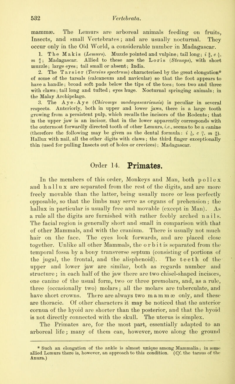 mammae. The Lemurs are arboreal animals feeding on fruits. Insects, and small Vertebrates; and are usually nocturnal. They occur only in the Old World, a considerable number in Madagascar. 1. The Makis (Lemurs). Muzzle pointed and vulpine; tail long; i\yc\, m f; Madagascar. Allied to these are the Loris (Stenops), with short muzzle; large eyes; tail small or absent; India. 2. The Tarsier (Tarsius spectrum) characterised by the great elongation* of some of the tarsals (calcaneum and navicular) so that the foot appears to have a handle; broad soft pads below the tips of the toes; toes two and three with claws; tail long and tufted ; eyes huge. Nocturnal springing animals; in the Malay Archipelago. 3. The Aye-Aye (Chiromys mctdagascariensis) is peculiar in several respects. Anteriorly, both in upper and lower jaws, there is a large tooth growing from a persistent pulp, which recalls the incisors of the Rodents; that in the upper jaw is an incisor, that in the lower apparently corresponds with the outermost forwardly directed tooth of other Lemurs, i.e., seems to be a canine (therefore the following may be given as the dental formula: i i, c f, m f). Hallux with nail, all the other digits with claws; the third finger exceptionally thin (used for pulling Insects out of holes or crevices); Madagascar. Order 14. Primates. In tbe members of this order, Monkeys and Man, both p o 11 e x and hallux are separated from the rest of the digits, and are more freely movable than the latter, being usually more or less perfectly opposable, so that the limbs may serve as organs of prehension; the hallux in particular is usually free and movable (except in Man). As a rule all the digits are furnished with rather feebly arched nails. The facial region is generally short and small in comparison with that of other Mammals, and with the cranium. There is usually not much hair on the face. The eyes look forwards, and are placed close together. Unlike all other Mammals, the orb it is separated from the temporal fossa by a bony transverse septum (consisting of portions of the jugal, the frontal, and the alisphenoid). The teeth of the' upper and lower jaw are similar, both as regards number and structure; in each half of the jaw there are two chisel-shaped incisors, one canine of the usual form, two or three premolars, and, as a rule, three (occasionally two) molars; all the molars are tuberculate, and have short crowns. There are always two m a m m se only, and these are thoracic. Of other characters it may be noticed that the anterior cornua of the hyoid are shorter than the posterior, and that the hyoid is not directly connected with the skull. The uterus is simplex. The Primates are, for the most part, essentially adapted to an arboreal life; many of them can, however, move along the ground # Such an elongation of the ankle is almost unique among Mammalia; in some allied Lemurs there is, however, an approach to this condition. (Cf. the tarsus of the Anura.)