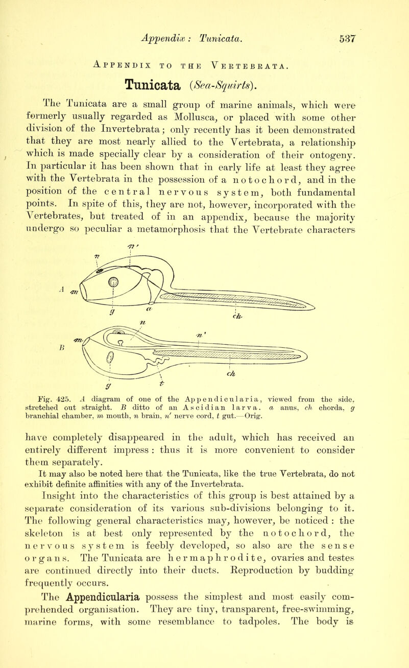 Appendix to the Vertebrata. Tunicata {Sea-Squirts). The Tunicata are a small group of marine animals, which were formerly usually regarded as Mollusca, or placed with some other division of the Invertebrata; only recently has it been demonstrated that they are most nearly allied to the Vertebrata, a relationship which is made specially clear by a consideration of their ontogeny. In particular it has been shown that in early life at least they agree with the Vertebrata in the possession of a notochord, and in the position of the central nervous system, both fundamental points. In spite of this, they are not, however, incorporated with the Vertebrates, but treated of in an appendix, because the majority undergo so peculiar a metamorphosis that the Vertebrate characters *71 ' Fig'. 425. A diagram of one of the Appendicularia, viewed from the side, stretched out straight. B ditto of an Ascidian larva, a anus, ch chorda, g branchial chamber, m mouth, n brain, n' nerve cord, t gut.—Orig. have completely disappeared in the adult, which has received an entirely different impress : thus it is more convenient to consider them separately. It may also be noted here that the Tunicata, like the true Vertebrata, do not exhibit definite affinities with any of the Invertebrata. Insight into the characteristics of this group is best attained by a separate consideration of its various sub-divisions belonging to it. The following general characteristics may, however, be noticed : the skeleton is at best only represented by the notochord, the nervous system is feebly developed, so also are the sense organs. The Tunicata are hermaphrodite, ovaries and testes are continued directly into their ducts. Reproduction by budding frequently occurs. The Appendicularia possess the simplest and most easily com- prehended organisation. They are tiny, transparent, free-swimming, marine forms, with some resemblance to tadpoles. The body is