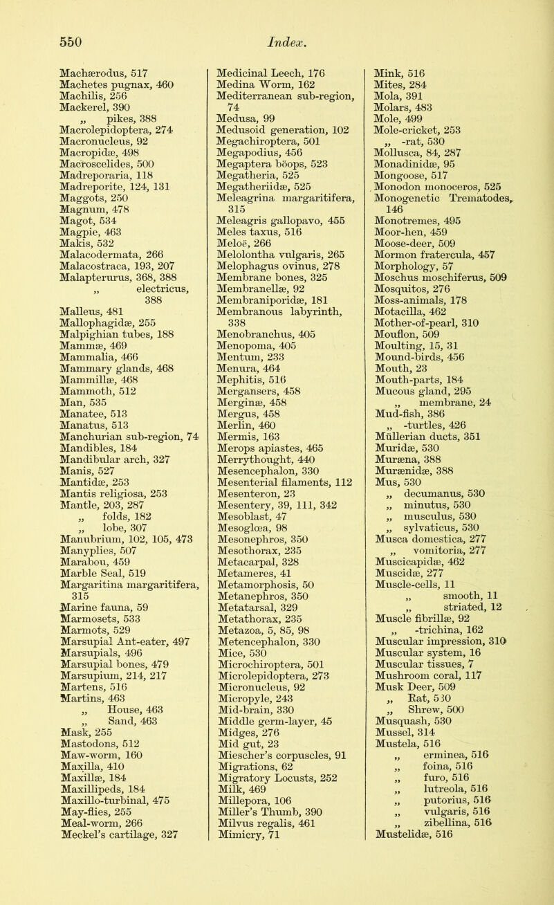 Machserodus, 517 Machetes pugnax, 460 Machilis, 256 Mackerel, 390 „ pikes, 388 Macrolepidoptera, 274 Macronucleus, 92 Macropidse, 498 Macroscelides, 500 Madreporaria, 118 Madreporite, 124, 131 Maggots, 250 Magnum, 478 Magot, 534 Magpie, 463 Makis, 532 Malacodermata, 266 Malacostraca, 193, 207 Malapterurus, 368, 388 „ electricus, 388 Malleus, 481 Mallophagidas, 255 Malpighian tubes, 188 Mammae, 469 Mammalia, 466 Mammary glands, 468 Mammillae, 468 Mammoth, 512 Man, 535 Manatee, 513 Manatus, 513 Manchurian sub-region, 74 Mandibles, 184 Mandibular arch, 327 Manis, 527 Mantidae, 253 Mantis religiosa, 253 Mantle, 203, 287 „ folds, 182 „ lobe, 307 Manubrium, 102, 105, 473 Manyplies, 507 Marabou, 459 Marble Seal, 519 Margaritina margaritifera, 315 Marine fauna, 59 Marmosets, 533 Marmots, 529 Marsupial Ant-eater, 497 Marsupials, 496 Marsupial bones, 479 Marsupium, 214, 217 Martens, 516 Martins, 463 „ House, 463 „ Sand, 463 Mask, 255 Mastodons, 512 Maw-worm, 160 Maxilla, 410 Maxillee, 184 Maxillipeds, 184 Maxillo-turbinal, 475 May-flies, 255 Meal-worm, 266 Meckel's cartilage, 327 Medicinal Leech, 176 Medina Worm, 162 Mediterranean sub-region, 74 Medusa, 99 Medusoid generation, 102 Megachiroptera, 501 Megapodius, 456 Megaptera boops, 523 Megatheria, 525 Megatheriidse, 525 Meleagrina margaritifera, 315 Meleagris gallopavo, 455 Meles taxus, 516 Meloe, 266 Melolontha vulgaris, 265 Melophagus ovinus, 278 Membrane bones, 325 Membranellse, 92 Membraniporidse, 181 Membranous labyrinth, 338 Menobranchus, 405 Menopoma, 405 Mentum, 233 Menura, 464 Mephitis, 516 Mergansers, 458 Merginse, 458 Mergus, 458 Merlin, 460 Mermis, 163 Merops apiastes, 465 Merrythought, 440 Mesencephalon, 330 Mesenterial filaments, 112 Mesenteron, 23 Mesentery, 39, 111, 342 Mesoblast, 47 Mesoglcea, 98 Mesonephros, 350 Mesothorax, 235 Metacarpal, 328 Metameres, 41 Metamorphosis, 50 Metanephros, 350 Metatarsal, 329 Metathorax, 235 Metazoa, 5, 85, 98 Metencephalon, 330 Mice, 530 Microchiroptera, 501 Microlepidoptera, 273 Micronucleus, 92 Micropyle, 243 Mid-brain, 330 Middle germ-layer, 45 Midges, 276 Mid gut, 23 Miescher’s corpuscles, 91 Migrations, 62 Migratory Locusts, 252 Milk, 469 Millepora, 106 Miller's Thumb, 390 Milvus regalis, 461 Mimicry, 71 Mink, 516 Mites, 284 Mola, 391 Molars, 483 Mole, 499 Mole-cricket, 253 „ -rat, 530 Mollusca, 84, 287 Monadinidse, 95 Mongoose, 517 , Monodon monoceros, 525 Monogenetic Trematodes, 146 Monotrem.es, 495 Moor-hen, 459 Moose-deer, 509 Mormon fratercula, 457 Morphology, 57 Moschus moschiferus, 509 Mosquitos, 276 Moss-animals, 178 Motacilla, 462 Mother-of-pearl, 310 Mouflon, 509 Moulting, 15, 31 Mound-birds, 456 Mouth, 23 Mouth-parts, 184 Mucous gland, 295 „ membrane, 24 Mud-fish, 386 „ -turtles, 426 Mullerian ducts, 351 Muridse, 530 Mursena, 388 Mursenidse, 388 Mus, 530 „ decumanus, 530 „ minutus, 530 „ musculus, 530 „ sylvaticus, 530 Musca domestica, 277 „ vomitoria, 277 Muscicapidse, 462 Muscidse, 277 Muscle-cells, 11 „ smooth, 11 „ striated, 12 Muscle fibrillse, 92 „ -trichina, 162 Muscular impression, 310 Muscular system, 16 Muscular tissues, 7 Mushroom coral, 117 Musk Deer, 509 „ Rat, 530 „ Shrew, 500 Musquash, 530 Mussel, 314 Mustela, 516 „ erminea, 516 „ foina, 516 „ furo, 516 „ lutreola, 516 „ putorius, 516 „ vulgaris, 516 ,, zibellina, 516 Mustelidse, 516