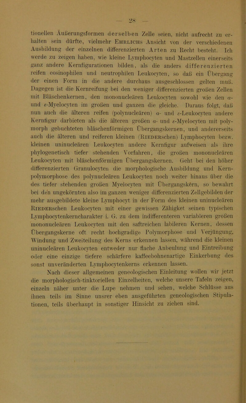 tionellen Äußerungsformen derselben Zelle seien, nicht aufrecht zu er- halten sein dürfte, vielmehr Ehrlichs Ansicht von der verschiedenen Ausbildung der einzelnen differenzierten Arten zu Recht besteht. Ich werde zu zeigen haben, wie kleine Lymphocyten und Mastzellen einerseits ganz andere Kernfigurationen bilden, als die anders differenzierten reifen eosinophilen und neutrophilen Leukocyten, so daß ein Übergang der einen Form in die andere durchaus ausgeschlossen gelten muß. Dagegen ist die Kernreifung bei den weniger differenzierten großen Zellen mit Bläschenkernen, den mononucleären Leukocyten sowohl wie den a- und e-Myelocyten im großen und ganzen die gleiche. Daraus folgt, daß nun auch die älteren reifen (polynucleären) a- und e-Leukocyten andere Kernfigur darbieten als die älteren großen a- und e-Myelocyten mit poly- morph gebuchteten bläschenförmigen Übergangskernen, und andererseits auch die älteren und reiferen kleinen (üiEDERschen) Lymphocyten bezw. kleinen uninucleären Leukocyten andere Kernfigur aufweisen als ihre phylogenetisch tiefer stehenden Vorfahren, die großen mononucleären Leukocyten mit bläschenförmigen Übergangskernen. Geht bei den höher differenzierten Granulocyten die morphologische Ausbildung und Kern- polymorphose des polynucleären Leukocyten noch weiter hinaus über die des tiefer stehenden großen Myelocyten mit Übergangskörn, so bewahrt bei den ungekörnten also im ganzen weniger differenzierten Zellgebilden der mehr ausgebildete kleine Lymphocyt in der Form des kleinen uninucleären RiEDERschen Leukocyten mit einer gewissen Zäliigket seinen typischen Lymphocytenkerncharakter i. G. zu dem indifferenteren variableren großen mononucleären Leukocyten mit den saftreichen labileren Kernen, dessen Übergangskerne oft recht hochgradige Polymorphose und Verjüngung, Windung und Zweiteilung des Kerns erkennen lassen, während die kleinen uninucleären Leukocyten entweder nur flache Anbeulung und Eintreibung oder eine einzige tiefere schärfere kaffeebohnenartige Einkerbung des sonst unveränderten Lymphocytenkerns erkennen lassen. Nach dieser allgemeinen geneologischen Einleitung wollen wir jetzt die morphologisch-tinktoriellen Einzelheiten, welche unsere Tafeln zeigen, einzeln näher unter die Lupe nehmen und sehen, welche Schlüsse aus ihnen teils im Sinne unsrer eben ausgeführten geneologischen Stipula- tionen, teils überhaupt in sonstiger Hinsicht zu ziehen sind.