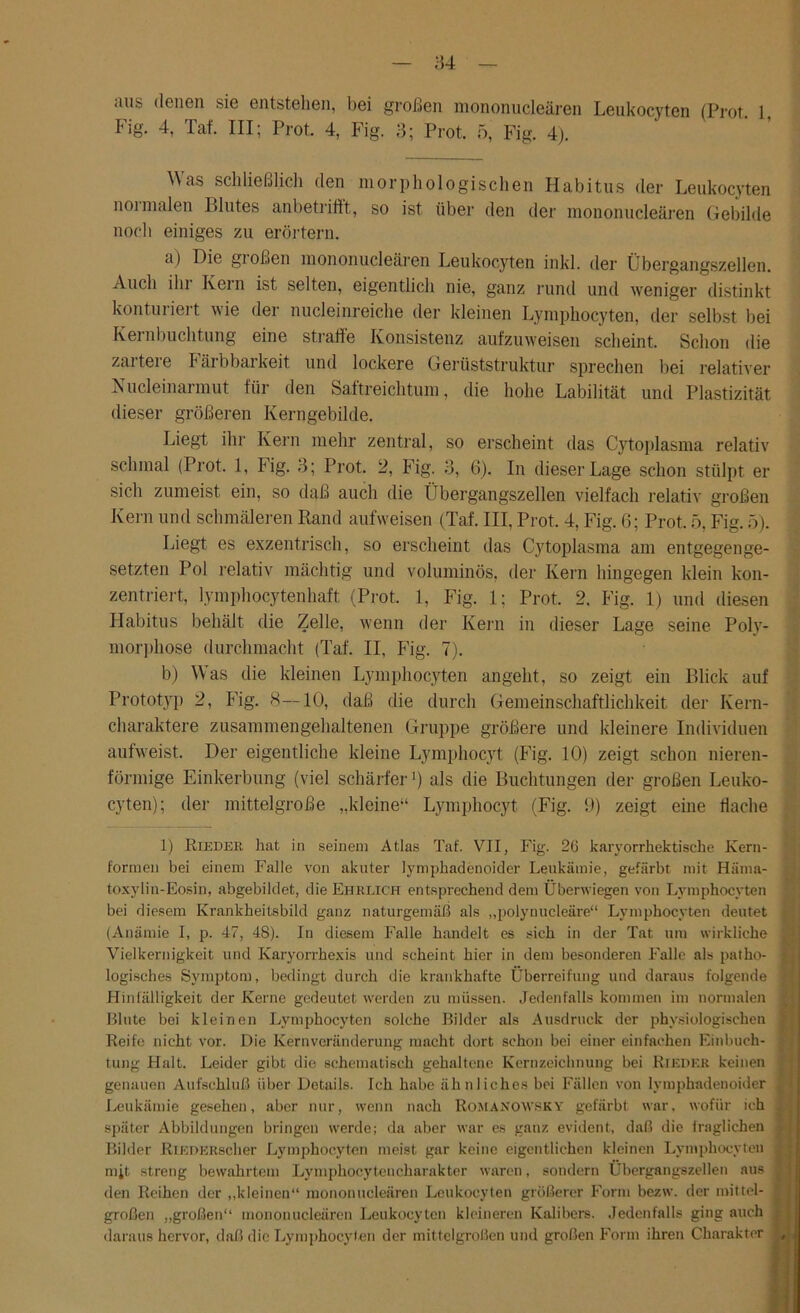 «ins denen sie entstehen, bei großen mononucleären Leukocyten (Prot. 1, Fig. 4, Tat. III; Prot. 4, Fig. 3; Prot. 5, Fig. 4). \\ as schließlich den morphologischen Habitus der Leukocyten noimalen Blutes anbetriftt, so ist über den der mononucleären Gebilde noch einiges zu erörtern. a) Die großen mononucleären Leukocyten inkl. der Übergangszellen. Auch ihr Kern ist selten, eigentlich nie, ganz rund und weniger distinkt konturiert wie der nucleinreiche der kleinen Lymphocyten, der selbst bei Kernbuchtung eine straffe Konsistenz aufzuweisen scheint. Schon die zartere I ärbbarkeit und lockere Gerüststruktur sprechen bei relativer Nucleinarmut für den Saftreichtum, die hohe Labilität und Plastizität dieser größeren Kerngebilde. Liegt ihr Kern mehr zentral, so erscheint das Cytoplasma relativ schmal (Prot. 1, Pig. 3; Prot. 2, Fig. 3, 6). In dieser Lage schon stülpt er sich zumeist ein, so daß auch die Übergangszellen vielfach relativ großen Kern und schmäleren Rand aufweisen (Taf. III, Prot. 4, Fig. 6; Prot. 5, Fig. 5). Liegt es exzentrisch, so erscheint das Cytoplasma am entgegenge- setzten Pol relativ mächtig und voluminös, der Kern hingegen klein kon- zentriert, lymphocytenhaft (Prot. 1, Fig. 1; Prot. 2. Fig. 1) und diesen Habitus behält die Zelle, wenn der Kern in dieser Lage seine Poly- morphose durchmacht (Taf. II, Fig. 7). b) Was die kleinen Lymphocyten angeht, so zeigt ein Blick auf Prototyp 2, Fig. 8 —10, daß die durch Gemeinschaftlichkeit der Kern- charaktere zusammengehaltenen Gruppe größere und kleinere Individuen aufweist. Der eigentliche kleine Lymphocyt (Fig. 10) zeigt schon nieren- förmige Einkerbung (viel schärfer1) als die Buchtungen der großen Leuko- cyten); der mittelgroße „kleine“ Lymphocyt (Fig. 9) zeigt eine Hache 1) Rieder hat in seinem Atlas Taf. VII, Fig. 26 karyorrkektiscke Kern- formen bei einem Falle von akuter lympkadenoider Leukämie, gefärbt mit Häma- toxylin-Eosin, abgebildet, die Ehrlich entsprechend dem Überwiegen von Lymphocyten bei diesem Krankheitsbild ganz naturgemäß als „polynucleäre“ Lymphocyten deutet (Anämie I, p. 47, 48). In diesem Falle handelt es sich in der Tat um wirkliche Vielkernigkeit und Karyorrhexis und scheint hier in dem besonderen Falle als patho- logisches Symptom, bedingt durch die krankhafte Überreifung und daraus folgende | Hinfälligkeit der Kerne gedeutet werden zu müssen. Jedenfalls kommen im normalen Blute bei kleinen Lymphocyten solche Bilder als Ausdruck der physiologischen ! Reife nicht vor. Die Kernveränderung macht dort schon bei einer einfachen Einbuch- tung Halt. Leider gibt die schematisch gehaltene Kernzeichnung bei Rieder keinen genauen Aufschluß über Details. Ich habe ähnliches bei Fällen von lvmphadenoider Leukämie gesehen, aber nur, wenn nach RomäXOWSKY gefärbt war, wofür ich später Abbildungen bringen werde; da aber war es ganz evident, daß die fraglichen Bilder RlEDERscher Lymphocyten meist gar keine eigentlichen kleinen Lymphocyten mit streng bewahrtem Lymphocytencharakter waren, sondern Übergangszellen aus den Reihen der „kleinen“ mononucleären Leukocyten größerer Form bezw. der mittel- großen „großen“ mononucleären Leukocyten kleineren Kalibers. Jedenfalls ging auch ; daraus hervor, daß die Lymphocyten der mittelgroßen und großen Form ihren Charakter LjJ