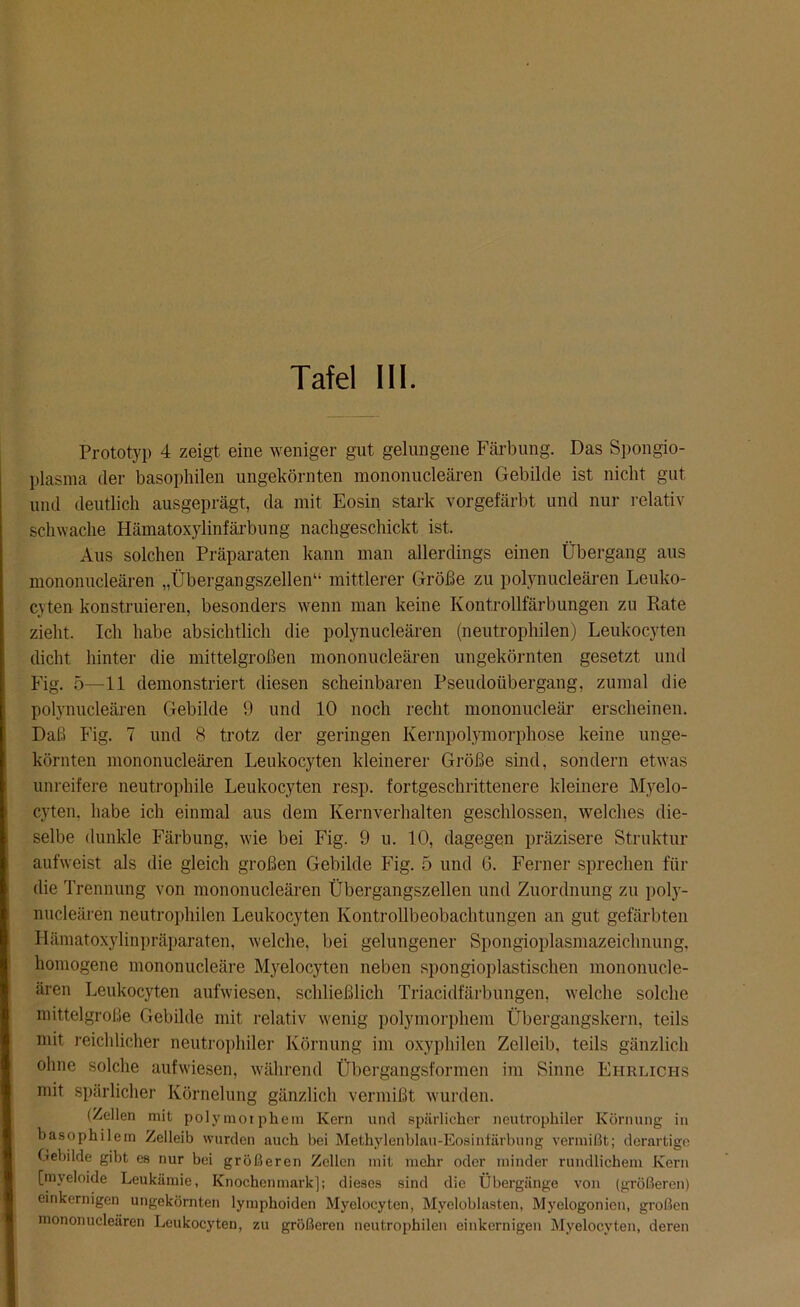 Tafel III. Prototyp 4 zeigt eine weniger gut gelungene Färbung. Das Spongio- plasma der basophilen ungekörnten mononucleären Gebilde ist nicht gut und deutlich ausgeprägt, da mit Eosin stark vorgefärbt und nur relativ schwache Hämatoxylinfärbung nachgeschickt ist. Aus solchen Präparaten kann man allerdings einen Übergang aus mononucleären „Übergangszellen“ mittlerer Größe zu polynucleären Leuko- cyten konstruieren, besonders wenn man keine Kontrollfärbungen zu Rate zieht. Ich habe absichtlich die polynucleären (neutrophilen) Leukocyten dicht hinter die mittelgroßen mononucleären ungekörnten gesetzt und Fig. 5—11 demonstriert diesen scheinbaren Pseudoübergang, zumal die polynucleären Gebilde 9 und 10 noch recht mononucleär erscheinen. Daß Fig. 7 und 8 trotz der geringen Kernpolymorphose keine unge- körnten mononucleären Leukocyten kleinerer Größe sind, sondern etwas unreifere neutrophile Leukocyten resp. fortgeschrittenere kleinere Myelo- cyten. habe ich einmal aus dem Kernverhalten geschlossen, welches die- selbe dunkle Färbung, wie bei Fig. 9 u. 10, dagegen präzisere Struktur aufweist als die gleich großen Gebilde Fig. 5 und G. Ferner sprechen für die Trennung von mononucleären Übergangszellen und Zuordnung zu poly- nucleären neutrophilen Leukocyten Kontrollbeobachtungen an gut gefärbten Hämatoxylinpräparaten, welche, bei gelungener Spongioplasmazeichnung, homogene mononucleäre Myelocyten neben spongioplastischen mononucle- ären Leukocyten aufwiesen, schließlich Triacidfärbungen, welche solche mittelgroße Gebilde mit relativ wenig polymorphem Übergangskern, teils mit reichlicher neutrophiler Körnung im oxyphilen Zelleib. teils gänzlich ohne solche aufwiesen, während Übergangsformen im Sinne Ehrlichs mit spärlicher Körnelung gänzlich vermißt wurden. (Zellen mit polymorphem Kern und spärlicher neutrophiler Körnung in basophilem Zelleib wurden auch bei Methylenblau-Eosinfärbung vermißt; derartige Gebilde gibt es nur bei größeren Zellen mit mehr oder minder rundlichem Kern [mveloide Leukämie, Knochenmark]; dieses sind die Übergänge von (größeren) einkernigen ungekörnten lymphoiden Myelocyten, Myeloblasten, Myelogonien, großen mononucleären Leukocyten, zu größeren neutrophilen einkernigen Myelocyten, deren