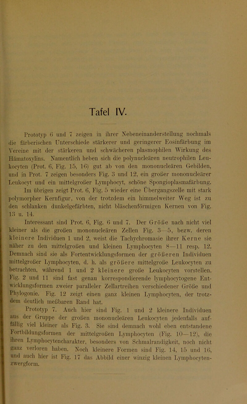 Prototyp 6 und 7 zeigen in ihrer Nebeneinanderstellung nochmals die färberischen Unterschiede stärkerer und geringerer Eosinfärbung im Vereine mit der stärkeren und schwächeren plasmophilen Wirkung des Hämatoxylins. Namentlich heben sich die polynucleären neutrophilen Leu- kocyten (Prot. 6, Fig. 15, 16) gut ab von den mononucleären Gebilden, und in Prot. 7 zeigen besonders Fig. 3 und 12, ein großer mononucleärer Leukocyt und ein mittelgroßer Lymphocyt, schöne Spongioplasmafärbung. Im übrigen zeigt Prot. 6, Fig. 5 wieder eine Übergangszelle mit stark polymorpher Kernfigur, von der trotzdem ein himmelweiter Weg ist zu den schlanken dunkelgefärbten, nicht bläschenförmigen Kernen von Fig. 13 u. 14. Interessant sind Prot. 6, Fig. 6 und 7. Der Größe nach nicht viel kleiner als die großen mononucleären Zellen Fig. 3—5, bezw. deren kleinere Individuen 1 und 2, weist die Tachychromasie ihrer Kerne sie näher zu den mittelgroßen und kleinen Lymphocyten 8—11 resp. 12. Demnach sind sie als Fortentwicklungsformen der größeren Individuen mittelgroßer Lymphocyten, d. h. als größere mittelgroße Leukocyten zu betrachten, während 1 und 2 kleinere große Leukocyten vorstellen. Fig« 2 und 11 sind fast genau korrespondierende lymphocytogene Ent- wicklungsformen zweier paralleler Zellartreihen verschiedener Größe und Phylogonie. Fig. 12 zeigt einen ganz kleinen Lymphocyten, der trotz- dem deutlich meßbaren Rand hat. Prototyp 7. Auch hier sind Fig. 1 und 2 kleinere Individuen aus der Gruppe der großen mononucleären Leukocyten jedenfalls auf- fällig viel kleiner als Fig. 3. Sie sind demnach wohl eben entstandene Fortbildungsformen der mittelgroßen Lymphocyten (Fig. 10—12), die ihren Lymphocytencharakter, besonders von Schmalrandigkeit, noch nicht ganz verloren haben. Noch kleinere Formen sind Fig. 14, 15 und 16, und auch hier ist Fig. 17 das Abbild einer winzig kleinen Lymphocyten- zwergform.