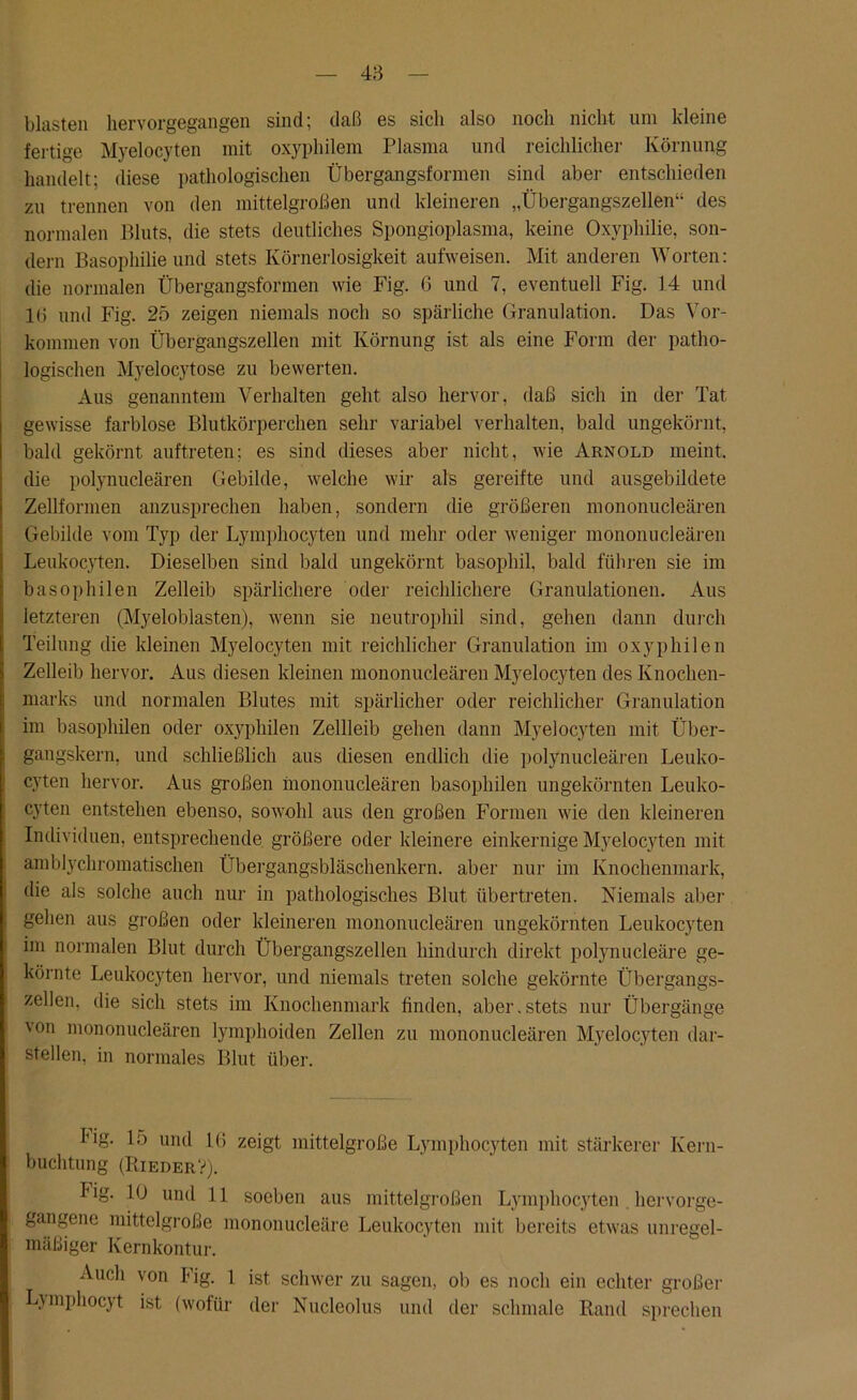blasten hervorgegangen sind; daß es sich also noch nicht um kleine fertige Myelocyten mit oxyphilem Plasma und reichlicher Körnung handelt; diese pathologischen Übergangsformen sind aber entschieden zu trennen von den mittelgroßen und kleineren „Übergangszellen“ des normalen Bluts, die stets deutliches Spongioplasma, keine Oxyphilie, son- dern Basophilie und stets Ivörnerlosigkeit aufweisen. Mit anderen Worten: die normalen Übergangsformen wie Fig. 6 und 7, eventuell Fig. 14 und 1(3 und Fig. 25 zeigen niemals noch so spärliche Granulation. Das Vor- kommen von Übergangszellen mit Körnung ist als eine Form der patho- logischen Myelocytose zu bewerten. Aus genanntem Verhalten geht also hervor, daß sich in der Tat gewisse farblose Blutkörperchen sehr variabel verhalten, bald ungekörnt, bald gekörnt auftreten; es sind dieses aber nicht, wie Arnold meint, die polynucleären Gebilde, welche wir als gereifte und ausgebildete Zellformen anzusprechen haben, sondern die größeren mononucleären Gebilde vom Typ der Lymphocyten und mehr oder weniger mononucleären Leukocyten. Dieselben sind bald ungekörnt basophil, bald führen sie im basophilen Zelleib spärlichere oder reichlichere Granulationen. Aus letzteren (Myeloblasten), wenn sie neutrophil sind, gehen dann durch Teilung die kleinen Myelocyten mit reichlicher Granulation im oxyphilen Zelleib hervor. Aus diesen kleinen mononucleären Myelocyten des Knochen- marks und normalen Blutes mit spärlicher oder reichlicher Granulation im basophilen oder oxyphilen Zellleib gehen dann Myelocyten mit Über- gangskern, und schließlich aus diesen endlich die polynucleären Leuko- cyten hervor. Aus großen mononucleären basophilen ungekörnten Leuko- cyten entstehen ebenso, sowohl aus den großen Formen wie den kleineren Individuen, entsprechende größere oder kleinere einkernige Myelocyten mit amblychromatischen Übergangsbläschenkern, aber nur im Knochenmark, die als solche auch nur in pathologisches Blut übertreten. Niemals aber gehen aus großen oder kleineren mononucleären ungekörnten Leukocyten im normalen Blut durch Übergangszellen hindurch direkt polynucleäre ge- körnte Leukocyten hervor, und niemals treten solche gekörnte Übergangs- zellen, die sich stets im Knochenmark finden, aber.stets nur Übergänge von mononucleären lymphoiden Zellen zu mononucleären Myelocyten dar- stellen, in normales Blut über. hig. Io und 16 zeigt mittelgroße Lymphocyten mit stärkerer Kern- buchtung (RiederV). Fig. 10 und 11 soeben aus mittelgroßen Lymphocyten hervorge- gangene mittelgroße mononucleäre Leukocyten mit bereits etwas unregel- mäßiger Kernkontur. Auch von Fig. 1 ist schwer zu sagen, ob es noch ein echter großer Lymphocyt ist (wofür der Nucleolus und der schmale Rand sprechen