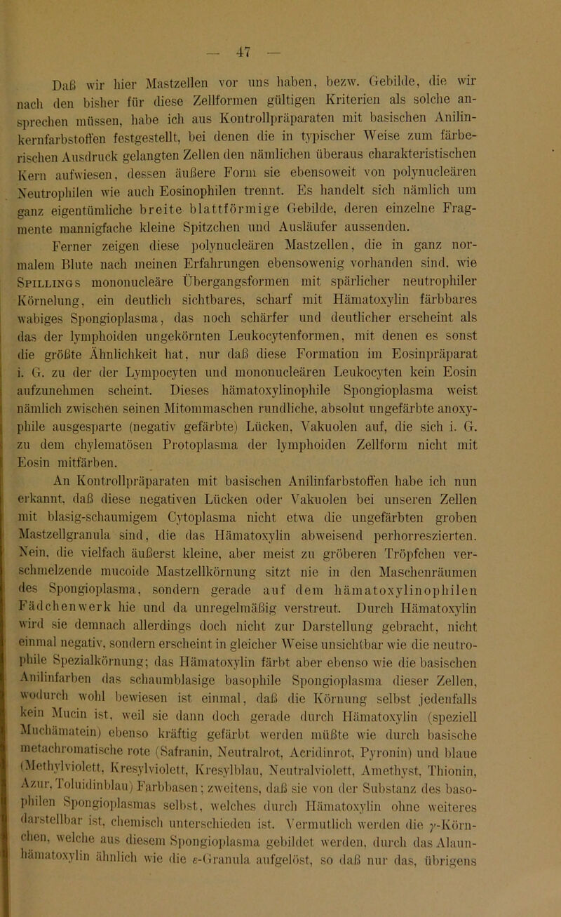 Daß wir liier Mastzellen vor uns haben, bezw. Gebilde, die wir nach den bisher für diese Zellformen gültigen Kriterien als solche an- sprechen müssen, habe ich aus Kontrollpräparaten mit basischen Anilin- kernfarbstoffen festgestellt, bei denen die in typischer Weise zum färbe- rischen Ausdruck gelangten Zellen den nämlichen überaus charakteristischen Kern aufwiesen, dessen äußere Form sie ebensoweit von polynucleären Neutrophilen wie auch Eosinophilen trennt. Es handelt sich nämlich um ganz eigentümliche breite blattförmige Gebilde, deren einzelne Frag- mente mannigfache kleine Spitzchen und Ausläufer aussenden. Ferner zeigen diese polynucleären Mastzellen, die in ganz nor- malem Blute nach meinen Erfahrungen ebensowenig vorhanden sind, wie Spillings mononucleäre Übergangsformen mit spärlicher neutrophiler Körnelung, ein deutlich sichtbares, scharf mit Hämatoxylin färbbares wabiges Spongioplasma, das noch schärfer und deutlicher erscheint als das der lymphoiden nngekörnten Leukocytenformen, mit denen es sonst die größte Ähnlichkeit hat, nur daß diese Formation im Eosinpräparat i. G. zu der der Lympocyten und mononucleären Leukocyten kein Eosin aufznnehmen scheint. Dieses hämatoxylinophile Spongioplasma weist nämlich zwischen seinen Mitommaschen rundliche, absolut ungefärbte anoxy- phile ausgesparte (negativ gefärbte) Lücken, Vakuolen auf, die sich i. G. zu dem chylematösen Protoplasma der lymphoiden Zellform nicht mit Eosin mitfärben. An Kontrollpräparaten mit basischen Anilinfarbstoffen habe ich nun erkannt, daß diese negativen Lücken oder Vakuolen bei unseren Zellen mit blasig-schaumigem Cytoplasma nicht etwa die ungefärbten groben Mastzellgranula sind, die das Hämatoxylin abweisend perhorreszierten. Nein, die vielfach äußerst kleine, aber meist zu gröberen Tröpfchen ver- schmelzende mucoide Mastzellkörnung sitzt nie in den Maschenräumen des Spongioplasma, sondern gerade auf dem hämatoxylinophilen Fädchenwerk hie und da unregelmäßig verstreut. Durch Hämatoxylin wird sie demnach allerdings doch nicht zur Darstellung gebracht, nicht einmal negativ, sondern erscheint in gleicher Weise unsichtbar wie die neutro- phile Spezialkörnung; das Hämatoxylin färbt aber ebenso wie die basischen Anilinfarben das schaumblasige basophile Spongioplasma dieser Zellen, wodurch wohl bewiesen ist einmal, daß die Körnung selbst jedenfalls kein Mucin ist, weil sie dann doch gerade durch Hämatoxylin (speziell Muchämatein) ebenso kräftig gefärbt werden müßte wie durch basische metachromatische rote (Safranin, Neutralrot, Acridinrot, Pyronin) und blaue (Methylviolett, Kresylviolett, Kresylblau, Neutralviolett, Amethyst, Thionin, Azur, loluidinblau) Farbbasen; zweitens, daß sie von der Substanz des baso- philen Spongioplasmas selbst, welches durch Hämatoxylin ohne weiteres dai stellbar ist, chemisch unterschieden ist. Vermutlich werden die y-Ivörn- chen, welche aus diesem Spongioplasma gebildet werden, durch dasAlaun- hämatoxylin ähnlich wie die «-Granula aufgelöst, so daß nur das, übrigens