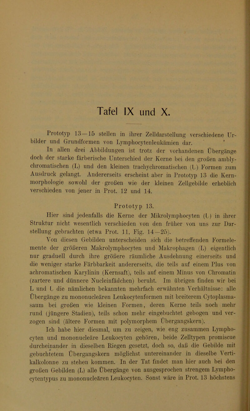 Prototyp 13 —15 stellen in ihrer Zelldarstellung verschiedene Ur- bilder und Grundformen von Lymphocytenleukämien dar. In allen drei Abbildungen ist trotz der vorhandenen Übergänge doch der starke färberische Unterschied der Kerne bei den großen ambly- chromatischen (L) und den kleinen trachychromatischen (L) Formen zum Ausdruck gelangt. Andererseits erscheint aber in Prototyp 13 die Ivern- morphologie sowohl der großen wie der kleinen Zellgebilde erheblich verschieden von jener in Prot. 12 und 14. Prototyp 13. Hier sind jedenfalls die Kerne der Mikrolymphocyten (L) in ihrer Struktur nicht wesentlich verschieden von den früher von uns zur Dar- stellung gebrachten (etwa Prot. 11, Fig. 14—25). Von diesen Gebilden unterscheiden sich die betreffenden Formele- mente der größeren Makrolymphocyten und Makrophagen (L) eigentlich nur graduell durch ihre größere räumliche Ausdehnung einerseits und die weniger starke Färbbarkeit andererseits, die teils auf einem Plus von achromatischen Karylinin (Kernsaft), teils auf einem Minus von Chromatin (zartere und dünnere Nucleinfädchen) beruht. Im übrigen finden wir bei L und L die nämlichen bekannten mehrfach erwähnten Verhältnisse: alle Übergänge zu mononucleären Leukocytenformen mit breiterem Cytoplasma- saum bei großen wie kleinen Formen, deren Kerne teils noch mehr rund (jüngere Stadien), teils schon mehr eingebuchtet gebogen und ver- zogen sind (ältere Formen mit polymorphem Übergangskern). Ich habe hier diesmal, um zu zeigen, wie eng zusammen Lympho- cyten und mononucleäre Leukocyten gehören, beide Zelltypen promiscue durcheinander in dieselben Riegen gesetzt, doch so, daß die Gebilde mit gebuchtetem Übergangskern möglichst untereinander in dieselbe Verti- kalkolonne zu stehen kommen. In der Tat findet man hier auch bei den großen Gebilden (L) alle Übergänge von ausgesprochen strengem Lympho- cytentypus zu mononucleären Leukocyten. Sonst wäre in Prot. 13 höchstens