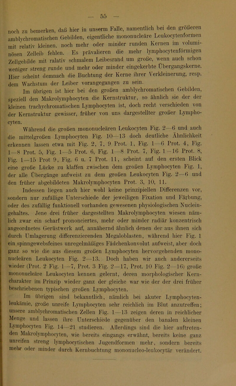 noch zu bemerken, daß hier in unserm Falle, namentlich bei den größeren amblychromatischen Gebilden, eigentliche mononucleäre Leukocytenformen mit relativ kleinen, noch mehr oder minder runden Kernen im volumi- nösen Zelleib fehlen. Es prävalieren die mehr lymphocytenförmigen Zellgebilde mit ralativ schmalem Leibesrand um große, wenn auch schon weniger streng runde und mehr oder minder eingekerbte Übergangskerne. Hier scheint demnach die Buchtung der Kerne ihrer Verkleinerung, lesp. dem Wachstum der Leiber vorangegangen zu sein. Im übrigen ist hier bei den großen amblychromatischen Gebilden, speziell den Makrolymphocyten die Kernstruktur, so ähnlich sie der der kleinen trachycliromatischen Lymphocyten ist, doch recht verschieden von der Kernstruktur gewisser, früher von uns dargestellter großer Lympho- cyten. Während die großen mononucleären Leukocyten Fig. 2—6 und auch die mittelgroßen Lymphocyten Fig. 10—13 doch deutliche Ähnlichkeit erkennen lassen etwa mit Fig. 2, 7, 9 Prot. 1, Fig. 1—6 Prot. 4, Fig. 1-8 Prot. 5, Fig. 1—5 Prot. 6, Fig. 1—8 Prot. 7, Fig. 1-16 Prot. 8, Fig. 1—15 Prot 9, Fig. 6 u. 7 Prot. 11, scheint auf den ersten Blick eine große Lücke zu klaffen zwischen dem großen Lymphocyten Fig. 1, der alle Übergänge aufweist zu dem großen Leukocyten Fig. 2—6 und den früher abgebildeten Makrolymphocyten Prot. 3, 10, 11. Indessen liegen auch hier wohl keine prinzipiellen Differenzen vor, sondern nur zufällige Unterschiede der jeweiligen Fixation und Färbung, oder des zufällig funktionell vorhanden gewesenen physiologischen Nuclein- gehaltes. Jene drei früher dargestellten Makrolymphocyten wiesen näm- lich zwar ein scharf prononciertes, mehr oder minder radiär konzentrisch angeordnetes Gerüstwerk auf, annähernd ähnlich denen der aus ihnen sich durch Umlagerung differenzierenden Megaloblasten, während hier Fig. 1 ein spinngewebsfeines unregelmäßiges Fädchenkonvolut aufweist, aber doch ganz so wie die aus diesem großen Lymphocyten hervorgehenden mono- nucleären Leukocyten Fig. 2—13. Doch haben wir auch andererseits wieder (Prot. 2 Fig. 1—7, Prot. 3 Fig. 2—17, Prot. 10 Fig. 2—16) große mononucleäre Leukocyten kennen gelernt, deren morphologischer Kern- charakter im Prinzip wieder ganz der gleiche war wie der der drei früher beschriebenen typischen großen Lymphocyten. Im übrigen sind bekanntlich, nämlich bei akuter Lymphocyten- leukämie, große unreife Lymphocyten sehr reichlich im Blut anzutreffen; unsere amblychromatischen Zellen Fig. I—13 zeigen deren in reichlicher Menge und lassen ihre Unterschiede gegenüber den banalen kleinen Lymphocyten Fig. 14—21 studieren. Allerdings sind die hier auftreten- den Makrolymphocyten, wie bereits eingangs erwähnt, bereits keine ganz unreifen streng lymphocytischen Jugendformen mehr, sondern bereits mehr oder minder durch Kernbuchtung mononucleo-leukocytär verändert.