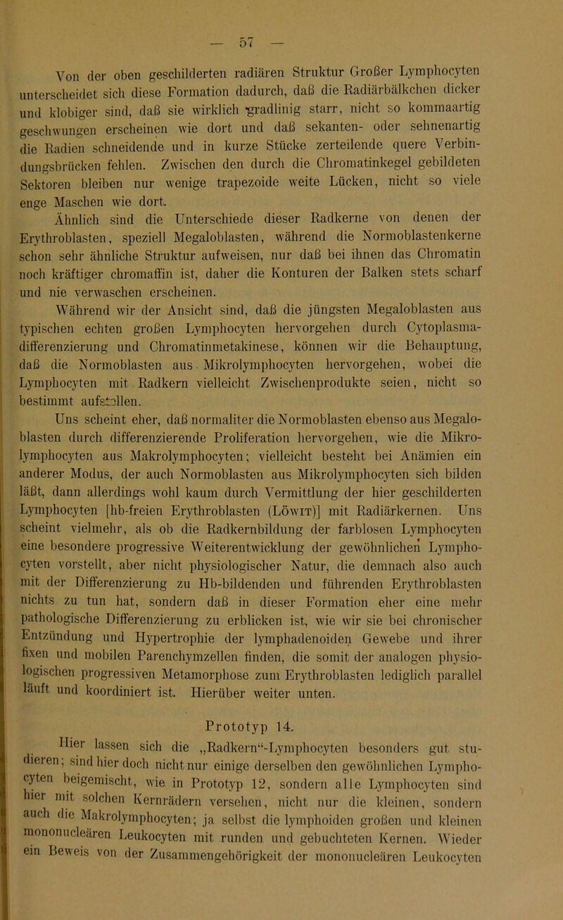 Von der oben geschilderten radiären Struktur Großer Lymphocyten unterscheidet sich diese Formation dadurch, daß die Radiärbälkchen dicker und klobiger sind, daß sie wirklich gradlinig starr, nicht so kommaartig geschwungen erscheinen wie dort und daß Sekanten- oder sehnenartig die Radien schneidende und in kurze Stücke zerteilende quere Verbin- dungsbrücken fehlen. Zwischen den durch die Chromatinkegel gebildeten Sektoren bleiben nur wenige trapezoide weite Lücken, nicht so viele enge Maschen wie dort. Ähnlich sind die Unterschiede dieser Radkerne von denen der Erythroblasten, speziell Megaloblasten, während die Normoblastenkerne schon sehr ähnliche Struktur aufweisen, nur daß bei ihnen das Chromatin noch kräftiger chromaffin ist, daher die Konturen der Balken stets scharf und nie verwaschen erscheinen. Während wir der Ansicht sind, daß die jüngsten Megaloblasten aus typischen echten großen Lymphocyten hervorgehen durch Cytoplasma- differenzierung und Chromatinmetakinese, können wir die Behauptung, daß die Normoblasten aus Mikrolymphocyten hervorgehen, wobei die Lymphocyten mit Radkern vielleicht Zwischenprodukte seien, nicht so bestimmt aufstellen. Uns scheint eher, daß normaliter die Normoblasten ebenso aus Megalo- blasten durch differenzierende Proliferation hervorgehen, wie die Mikro- lymphocyten aus Makrolymphocyten; vielleicht besteht bei Anämien ein anderer Modus, der auch Normoblasten aus Mikrolymphocyten sich bilden läßt, dann allerdings wohl kaum durch Vermittlung der hier geschilderten Lymphocyten [hb-freien Erythroblasten (Löwit)] mit Radiärkernen. Uns scheint vielmehr, als ob die Radkernbildung der farblosen Lymphocyten eine besondere progressive Weiterentwicklung der gewöhnlichen Lympho- cyten vorstellt, aber nicht physiologischer Natur, die demnach also auch mit der Differenzierung zu Hb-bildenden und führenden Erythroblasten nichts zu tun hat, sondern daß in dieser Formation eher eine mehr pathologische Differenzierung zu erblicken ist, wie wir sie bei chronischer Entzündung und Hypertrophie der lymphadenoiden Gewebe und ihrer fixen und mobilen Parenchymzellen finden, die somit der analogen physio- logischen progressiven Metamorphose zum Erythroblasten lediglich parallel läuft und koordiniert ist. Hierüber weiter unten. Prototyp 14. Hier lassen sich die „Radkern“-Lymphocyten besonders gut stu- dieren, sind hier doch nicht nur einige derselben den gewöhnlichen Lympho- cyten beigemischt, wie in Prototyp 12, sondern alle Lymphocyten sind ier mit solchen Kernrädern versehen, nicht nur die kleinen, sondern auch die Makrolymphocyten; ja selbst die lymphoiden großen und kleinen mononucleären Leukocyten mit runden und gebuchteten Kernen. Wieder ein Beweis von der Zusammengehörigkeit der mononucleären Leukocyten