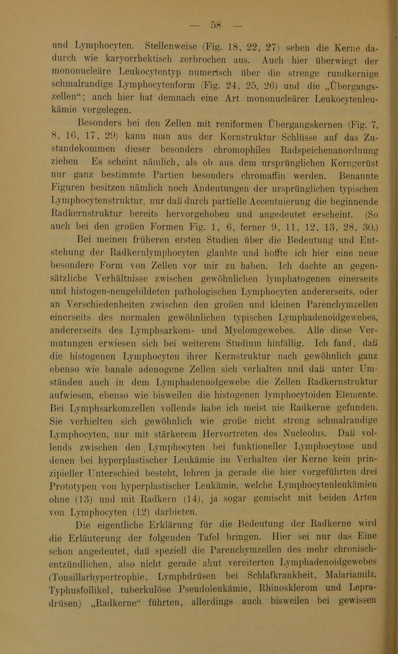 durch wie karyorrhektisch zerbrochen aus. Auch liier überwiegt der mononucleäre Leukocytentyp numerisch über die strenge rundkernige schmalrandige Lymphocytenform (Fig. 24, 25, 26) und die „Übergangs- zellen“1 ; auch hier hat demnach eine Art mononucleärer Leukocytenleu- kämie Vorgelegen. Besonders bei den Zellen mit reniformen Übergangskernen (Fig. 7, 8, 16, 17, 29) kann man aus der Kernstruktur Schlüsse auf das Zu- standekommen dieser besonders chromophilen Radspeichenanordnung ziehen Es scheint nämlich, als ob aus dem ursprünglichen Kerngerüst nur ganz bestimmte Partien besonders chromaffin werden. Benannte Figuren besitzen nämlich noch Andeutungen der ursprünglichen typischen Lymphocyten Struktur, nur daß durch partielle Accentuierung die beginnende Radkern Struktur bereits hervorgehoben und angedeutet erscheint. (So auch bei den großen Formen Fig. 1, 6, ferner 9, 11, 12, 13, 28, 30.) Bei meinen früheren ersten Studien über die Bedeutung und Ent- stehung der Radkernlymphocyten glaubte und hoffte ich hier eine neue besondere Form von Zellen vor mir zu haben. Ich dachte an gegen- sätzliche Verhältnisse zwischen gewöhnlichen lymphatogenen einerseits und histogen-neugebildeten pathologischen Lymphocyten andererseits, oder an Verschiedenheiten zwischen den großen und kleinen Parenchymzellen einerseits des normalen gewöhnlichen typischen Lymphadenoidgewebes, andererseits des Lymphsarkom- und Myelomgewebes. Alle diese Ver- mutungen erwiesen sich bei weiterem Studium hinfällig. Ich fand, daß die histogenen Lymphocyten ihrer Kernstruktur nach gewöhnlich ganz ebenso wie banale adenogene Zellen sich verhalten und daß unter Um- ständen auch in dem Lymphadenoidgewebe die Zellen Radkernstruktur aufwiesen, ebenso wie bisweilen die histogenen lymphocytoiden Elemente. Bei Lymphsarkomzellen vollends habe ich meist nie Radkerne gefunden. Sie verhielten sich gewöhnlich wie große nicht streng schmalrandige Lymphocyten, nur mit stärkerem Hervortreten des Nucleolus. Daß vol- lends zwischen den Lymphocyten bei funktioneller Lymphocytose und denen bei hyperplastischer Leukämie im Verhalten der Kerne kein prin- zipieller Unterschied besteht, lehren ja gerade die hier vorgetührten drei Prototypen von hyperplastischer Leukämie, welche Lymphocytenleukämien ohne (13) und mit Radkern (14), ja sogar gemischt mit beiden Arten von Lymphocyten (12) darbieten. Die eigentliche Erklärung für die Bedeutung der Radkerne wird die Erläuterung der folgenden Tafel bringen. Hier sei nur das Eine schon angedeutet, daß speziell die Parenchymzellen des mehr chronisch- entzündlichen, also nicht gerade akut vereiterten Lymphadenoidgewebes (Tonsillarhypertrophie, Lymphdrüsen bei Schlafkrankheit, Malariamilz, Typhusfollikel, tuberkulöse Pseudoleukämie, Rhinosklerom und Lepra- drüsen) „Radkerne“ führten, allerdings auch bisweilen bei gewissen