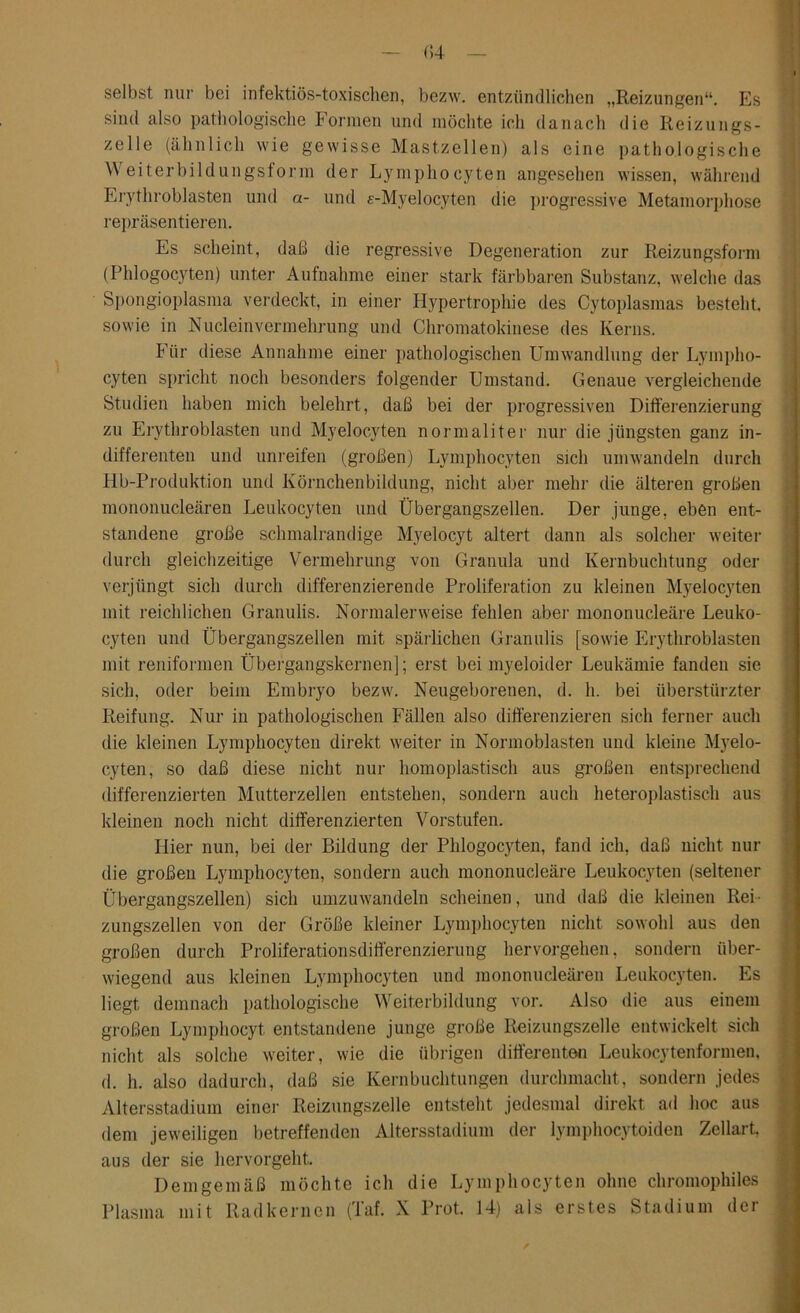 selbst nur bei infektiös-toxischen, bezw. entzündlichen „Reizungen“. Es sind also pathologische Formen und möchte ich danach die Reizungs- zelle (ähnlich wie gewisse Mastzellen) als eine pathologische Weiterbildungsform der Lymphocyten angesehen wissen, während Erytliroblasten und a- und «-Myelocyten die progressive Metamorphose repräsentieren. Es scheint, daß die regressive Degeneration zur Reizungsform (Phlogocyten) unter Aufnahme einer stark färbbaren Substanz, welche das Spongioplasma verdeckt, in einer Hypertrophie des Cytoplasmas besteht, sowie in Nucleinvermehrung und Chromatokinese des Kerns. Für diese Annahme einer pathologischen Umwandlung der Lympho- cyten spricht noch besonders folgender Umstand. Genaue vergleichende Studien haben mich belehrt, daß bei der progressiven Differenzierung zu Erythroblasten und Myelocyten normaliter nur die jüngsten ganz in- differenten und unreifen (großen) Lymphocyten sich umwandeln durch Hb-Produktion und Körnchenbildung, nicht aber mehr die älteren großen mononucleären Leukocyten und Übergangszellen. Der junge, eben ent- standene große schmalrandige Myelocyt altert dann als solcher weiter durch gleichzeitige Vermehrung von Granula und Kernbuchtung oder verjüngt sich durch differenzierende Proliferation zu kleinen Myelocyten mit reichlichen Granulis. Normalerweise fehlen aber mononucleäre Leuko- cyten und Übergangszellen mit spärlichen Granulis [sowie Erythroblasten mit reniformen Übergangskernen]; erst bei myeloider Leukämie fanden sie sich, oder beim Embryo bezw. Neugeborenen, d. h. bei überstürzter Reifling. Nur in pathologischen Fällen also differenzieren sich ferner auch die kleinen Lymphocyten direkt weiter in Normoblasten und kleine Myelo- cyten, so daß diese nicht nur homoplastisch aus großen entsprechend differenzierten Mutterzellen entstehen, sondern auch heteroplastisch aus kleinen noch nicht differenzierten Vorstufen. Hier nun, bei der Bildung der Phlogocyten, fand ich, daß nicht nur die großen Lymphocyten, sondern auch mononucleäre Leukocyten (seltener Übergangszellen) sich umzuwandeln scheinen, und daß die kleinen Rei zungszellen von der Größe kleiner Lymphocyten nicht sowohl aus den großen durch Proliferationsdiff'erenzierung hervorgehen, sondern über- wiegend aus kleinen Lymphocyten und mononucleären Leukocyten. Es liegt demnach pathologische Weiterbildung vor. Also die aus einem großen Lymphocyt entstandene junge große Reizungszelle entwickelt sich nicht als solche weiter, wie die übrigen differenten Leukocytenformen, d. h. also dadurch, daß sie Kernbuchtungen durchmacht, sondern jedes Altersstadium einer Reizungszelle entsteht jedesmal direkt ad hoc aus dem jeweiligen betreffenden Altersstadium der lymphocytoiden Zellart, aus der sie hervorgeht. Demgemäß möchte ich die Lymphocyten ohne chromophiles Plasma mit Radkernen (Taf. X Prot. 14) als erstes Stadium der