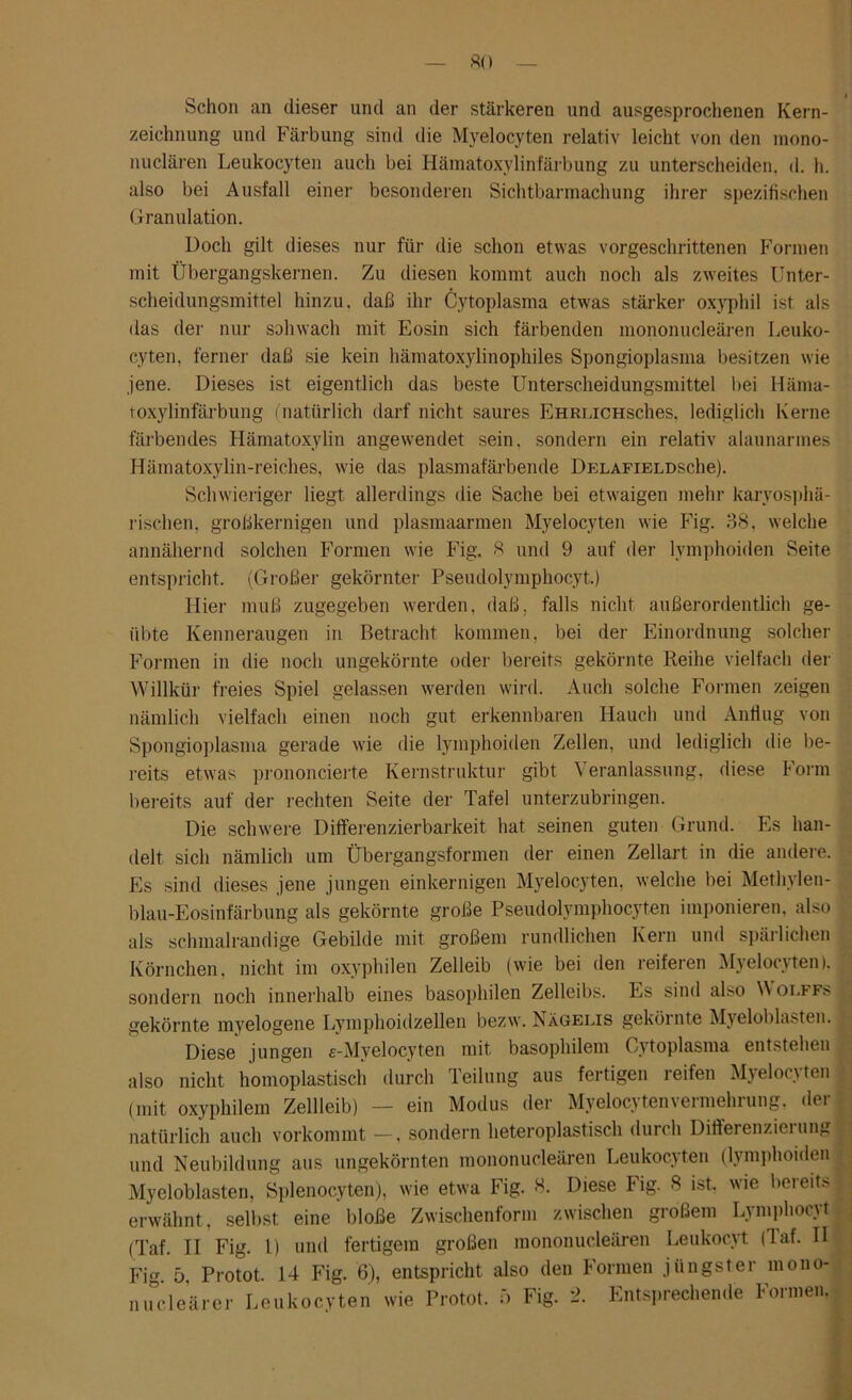 Schon an dieser und an der stärkeren und ausgesprochenen Kern- zeichnung und Färbung sind die Mvelocyten relativ leicht von den mono- nuclären Leukocyten auch bei Hämatoxylinfärbung zu unterscheiden, d. h. also bei Ausfall einer besonderen Sichtbarmachung ihrer spezifischen Granulation. Doch gilt dieses nur für die schon etwas vorgeschrittenen Formen mit Übergangskernen. Zu diesen kommt auch noch als zweites Unter- scheidungsmittel hinzu, daß ihr Cytoplasma etwas stärker oxyphil ist als das der nur sohwach mit Eosin sich färbenden mononucleären Leuko- cyten, ferner daß sie kein hämatoxylinophiles Spongioplasma besitzen wie jene. Dieses ist eigentlich das beste Unterscheidungsmittel bei Häma- toxylinfärbung (natürlich darf nicht saures EHRLiCHSches, lediglich Kerne färbendes Hämatoxylin angewendet sein, sondern ein relativ alaunarmes Hämatoxylin-reiches, wie das plasmafärbende DELAFiELüsche). Schwieriger liegt allerdings die Sache bei etwaigen mehr karyosphä- rischen. großkernigen und plasmaarmen Myelocyten wie Fig. 38, welche annähernd solchen Formen wie Fig. 8 und 9 auf der lymphoiden Seite entspricht. (Großer gekörnter Pseudolymphocyt.) Hier muß zugegeben werden, daß, falls nicht außerordentlich ge- übte Kenneraugen in Betracht kommen, bei der Einordnung solcher Formen in die noch ungekörnte oder bereits gekörnte Reihe vielfach der Willkür freies Spiel gelassen werden wird. Auch solche Formen zeigen nämlich vielfach einen noch gut erkennbaren Hauch und Anflug von Spongioplasma gerade wie die lymphoiden Zellen, und lediglich die be- reits etwas prononcierte Kernstruktur gibt Veranlassung, diese Form bereits auf der rechten Seite der Tafel unterzubringen. Die schwere Differenzierbarkeit hat seinen guten Grund. Es han- delt sich nämlich um Übergangsformen der einen Zellart in die andere. Es sind dieses jene jungen einkernigen Myelocyten, welche bei Methylen- blau-Eosinfärbnng als gekörnte große Pseudolymphocyten imponieren, also als schmalrandige Gebilde mit großem rundlichen Kern und spärlichen Körnchen, nicht im oxyphilen Zelleib (wie bei den reiferen Myelocyten). sondern noch innerhalb eines basophilen Zelleibs. Es sind also \\ olffs gekörnte myelogene Lymphoidzellen bezw. Nägelis gekörnte Myeloblasten. Diese jungen e-Myelocyten mit basophilem Cytoplasma entstehen 1 also nicht homoplastisch durch Teilung aus fertigen reifen Myelocyten (mit oxyphilem Zellleib) — ein Modus der Myelocytenvermehrung. der natürlich auch vorkommt —, sondern heteroplastisch durch Differenzierung und Neubildung aus ungekörnten mononucleären Leukocyten (lymphoiden Myeloblasten, Splenocyten), wie etwa Fig. 8. Diese Fig. 8 ist, wie bereits erwähnt, selbst eine bloße Zwischenform zwischen großem Lymphocyt (Taf. II Fig. 1) und fertigem großen mononucleären Leukocyt (laf. II Fig. 5. Protot. 14 Fig. 6), entspricht also den Formen jüngster mono- nuc.leärer Leukocyten wie Protot. f> Fig. 2. Entsprechende Formen.