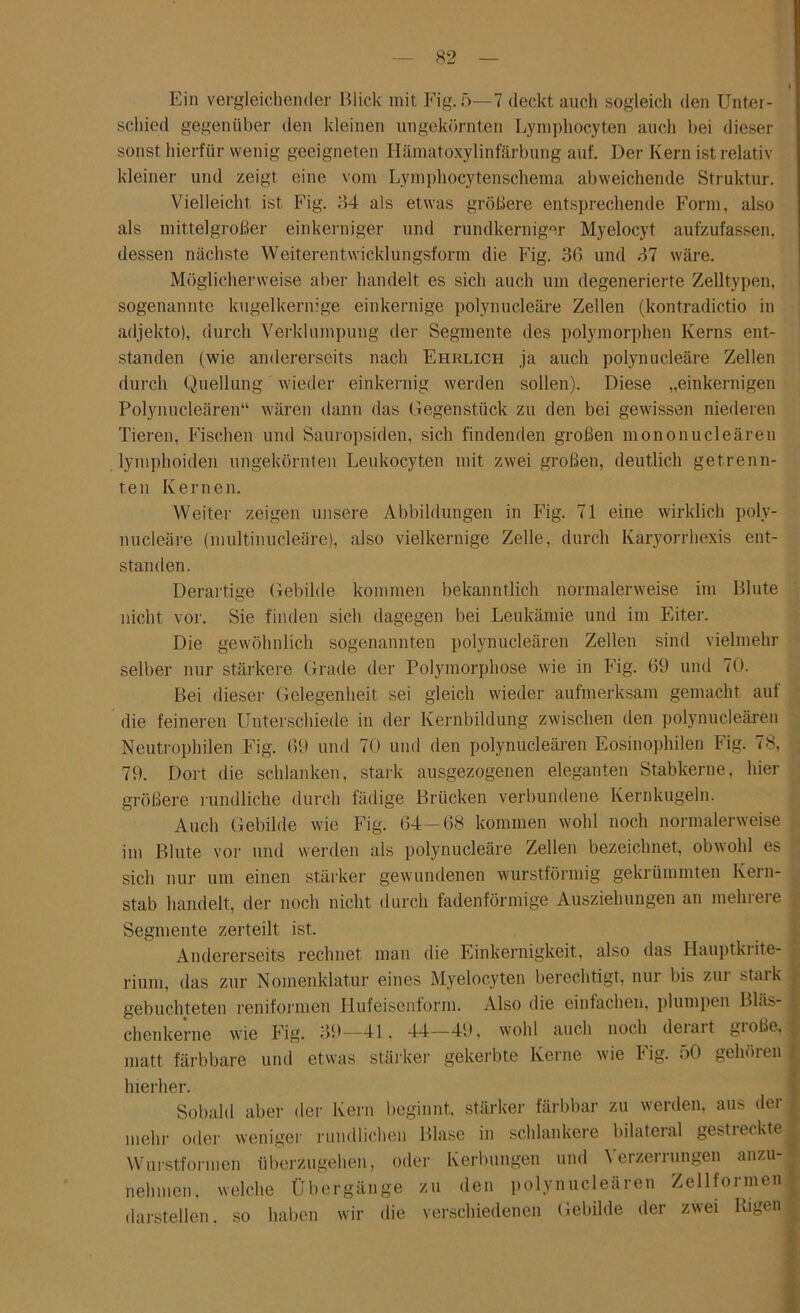 Ein vergleichender Blick mit Fig. 5—7 deckt auch sogleich den Unter- schied gegenüber den kleinen ungekörnten Lymphocyten auch bei dieser sonst hierfür wenig geeigneten Hämatoxylinfärbung auf. Der Kern ist relativ kleiner und zeigt eine vom Lymphocytenschema abweichende Struktur. Vielleicht ist Fig. 34 als etwas größere entsprechende Form, also als mittelgroßer einkerniger und rundkerniger Myelocyt aufzufassen, dessen nächste Weiterentwicklungsform die Fig. 36 und 37 wäre. Möglicherweise aber handelt es sich auch um degenerierte Zelltypen, sogenannte kugelkernige einkernige polynucleäre Zellen (kontradictio in adjekto), durch Verklumpung der Segmente des polymorphen Kerns ent- standen (wie andererseits nach Ehrlich ja auch polynucleäre Zellen durch Quellung wieder einkernig werden sollen). Diese „einkernigen Polynucleären“ wären dann das Gegenstück zu den bei gewissen niederen Tieren, Fischen und Sauropsiden, sich findenden großen mononucleären lymphoiden ungekörnten Leukocyten mit zwei großen, deutlich getrenn- ten Kernen. Weiter zeigen unsere Abbildungen in Fig. 71 eine wirklich poly- nucleäre (multinucleäre), also vielkernige Zelle, durch Karyorrhexis ent- standen. Derartige Gebilde kommen bekanntlich normalerweise im Blute nicht vor. Sie finden sich dagegen bei Leukämie und im Eiter. Die gewöhnlich sogenannten polynucleären Zellen sind vielmehr selber nur stärkere Grade der Polymorphose wie in Fig. 69 und 70. Bei dieser Gelegenheit sei gleich wieder aufmerksam gemacht aut die feineren Unterschiede in der Kernbildung zwischen den polynucleären Neutrophilen Fig. 69 und 70 und den polynucleären Eosinophilen Fig. 78, 79. Dort die schlanken, stark ausgezogenen eleganten Stabkerne, hier größere rundliche durch fädige Brücken verbundene Kernkugeln. Auch Gebilde wie Fig. 64—68 kommen wohl noch normalerweise im Blute vor und werden als polynucleäre Zellen bezeichnet, obwohl es sich nur um einen stärker gewundenen wurstförmig gekrümmten Kern- stab handelt, der noch nicht durch fadenförmige Ausziehungen an mehrere Segmente zerteilt ist. Andererseits rechnet man die Einkernigkeit, also das Hauptkiite- rium, das zur Nomenklatur eines Myelocyten berechtigt, nur bis zur stark gebuchteten reniformen Hufeisenform. Also die einfachen, plumpen Bl.is- chenkerne wie Fig. 39—fl. 44—49, wohl auch noch deiart giobe, matt färbbare und etwas stärker gekerbte Kerne wie Fig. 50 gehören ; hierher. Sobald aber der Kern beginnt, stärker färbbar zu werden, aus der ) mehr oder weniger rundlichen Blase in schlankere bilateral gestreckte« Wurstformen überzugehen, oder Kerbungen und Verzerrungen anzu- nehmen, welche Übergänge zu den polynucleären Zellformen darstellen, so haben wir die verschiedenen Gebilde der zwei Rigen |