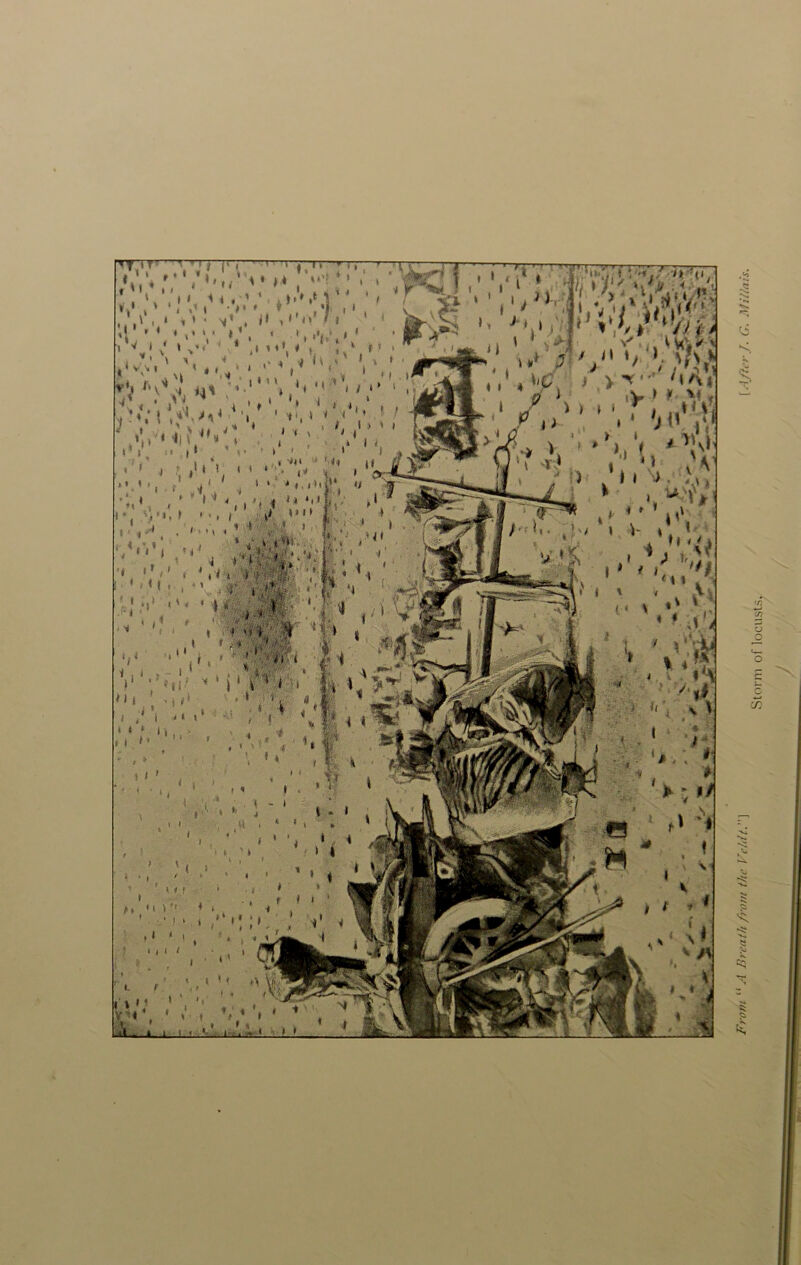 ■ . ,v v • » *, ui> ** v v. I' ' ’,,,' I \ From “A Breath from the Veldt.] [After J. G. Millais. Storm of locusts.