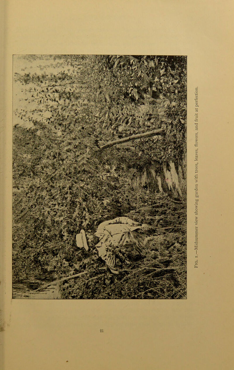 Fig. i.—Midsummer view showing garden with trees, leaves, flowers, and fruit at perfection.