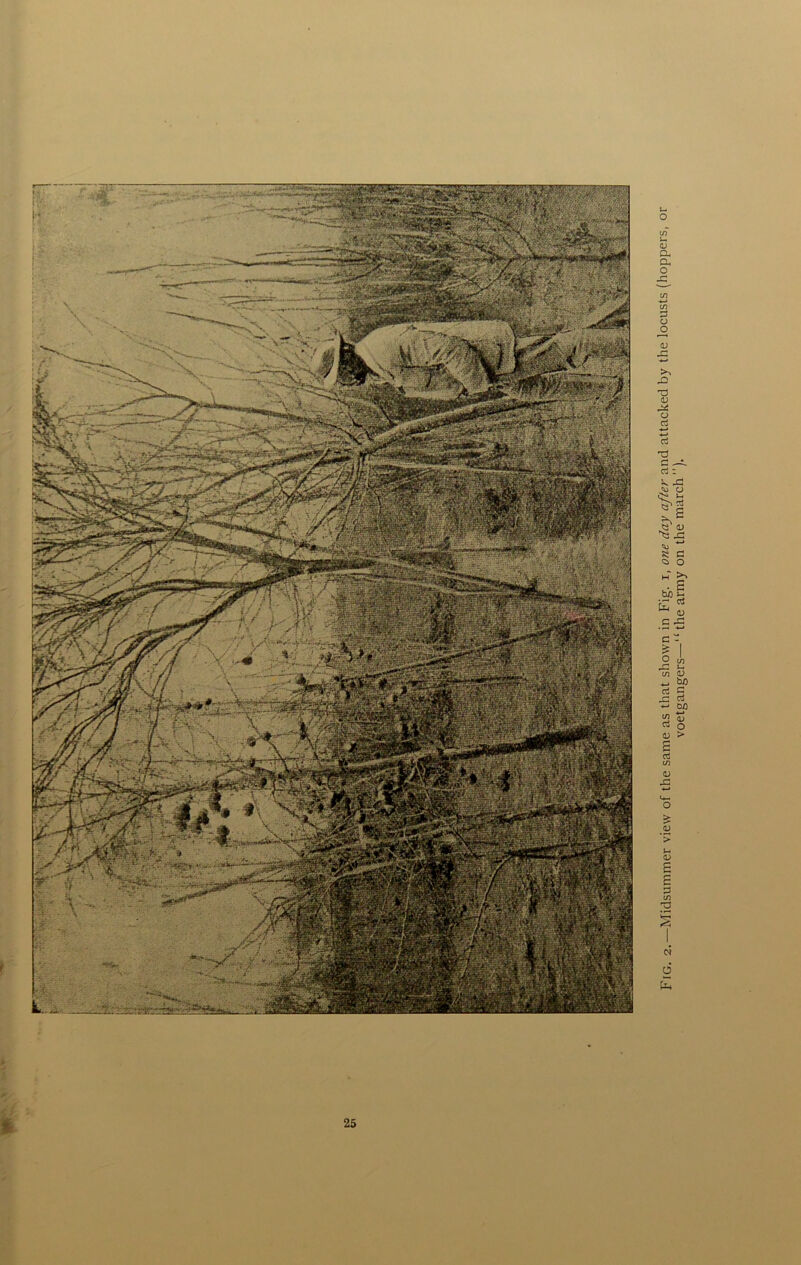 I Fig. 2.—Midsummer view of the same as that shown in Fig. x, one day after and attacked by the locusts (hoppers, or voetgangers—“the army on the march”).