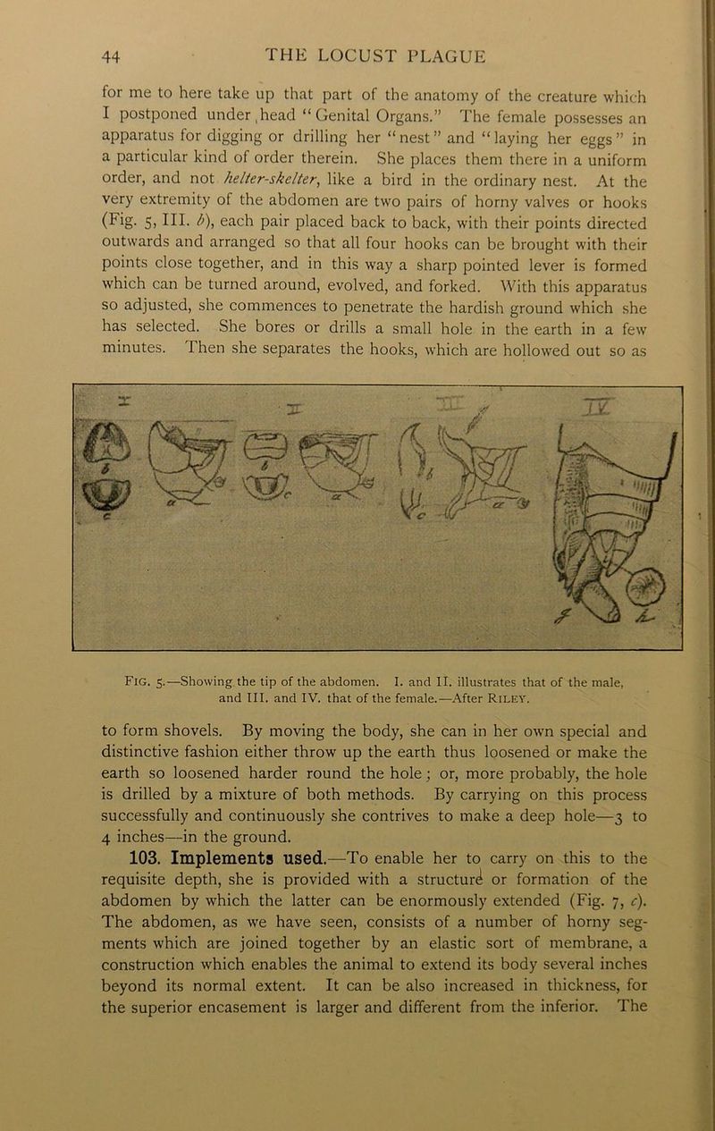 for me to here take up that part of the anatomy of the creature which I postponed under,head “Genital Organs.” The female possesses an apparatus for digging or drilling her “nest” and “laying her eggs” in a particular kind of order therein. She places them there in a uniform order, and not helter-skelter, like a bird in the ordinary nest. At the very extremity of the abdomen are two pairs of horny valves or hooks (Fig- 5) HI* ^)j each pair placed back to back, with their points directed outwards and arranged so that all four hooks can be brought with their points close together, and in this way a sharp pointed lever is formed which can be turned around, evolved, and forked. With this apparatus so adjusted, she commences to penetrate the hardish ground which she has selected. She bores or drills a small hole in the earth in a few minutes. Then she separates the hooks, which are hollowed out so as Fig. 5.—Showing the tip of the abdomen. I. and II. illustrates that of the male, and III. and IV. that of the female.—After Riley. to form shovels. By moving the body, she can in her own special and distinctive fashion either throw up the earth thus loosened or make the earth so loosened harder round the hole; or, more probably, the hole is drilled by a mixture of both methods. By carrying on this process successfully and continuously she contrives to make a deep hole—3 to 4 inches—in the ground. 103. Implements used.—To enable her to carry on this to the requisite depth, she is provided with a structur^ or formation of the abdomen by which the latter can be enormously extended (Fig. 7, c). The abdomen, as we have seen, consists of a number of horny seg- ments which are joined together by an elastic sort of membrane, a construction which enables the animal to extend its body several inches beyond its normal extent. It can be also increased in thickness, for the superior encasement is larger and different from the inferior. The