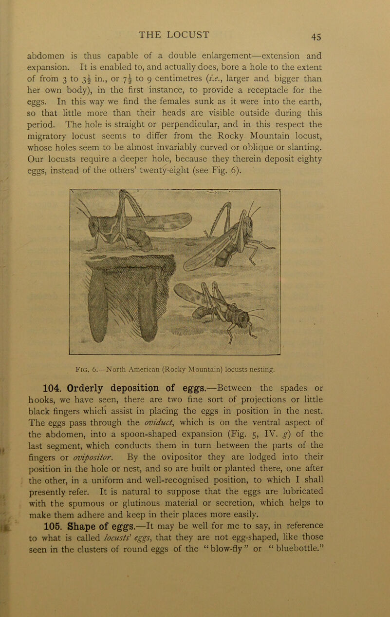 abdomen is thus capable of a double enlargement—extension and expansion. It is enabled to, and actually does, bore a hole to the extent of from 3 to 3^ in., or 7^ to 9 centimetres (i.e., larger and bigger than her own body), in the first instance, to provide a receptacle for the eggs. In this way we find the females sunk as it were into the earth, so that little more than their heads are visible outside during this period. The hole is straight or perpendicular, and in this respect the migratory locust seems to differ from the Rocky Mountain locust, whose holes seem to be almost invariably curved or oblique or slanting. Our locusts require a deeper hole, because they therein deposit eighty eggs, instead of the others’ twenty-eight (see Fig. 6). Fig. 6.—North American (Rocky Mountain) locusts nesting. 104. Orderly deposition of eggs.—Between the spades or hooks, we have seen, there are two fine sort of projections or little black fingers which assist in placing the eggs in position in the nest. The eggs pass through the oviduct, which is on the ventral aspect of the abdomen, into a spoon-shaped expansion (Fig. 5, IV. g) of the last segment, which conducts them in turn between the parts of the fingers or ovipositor. By the ovipositor they are lodged into their position in the hole or nest, and so are built or planted there, one after the other, in a uniform and well-recognised position, to which I shall presently refer. It is natural to suppose that the eggs are lubricated with the spumous or glutinous material or secretion, which helps to make them adhere and keep in their places more easily. 105. Shape of eggs.—It may be well for me to say, in reference to what is called locusts' eggs, that they are not egg-shaped, like those seen in the clusters of round eggs of the “blow-fly” or “ bluebottle.”