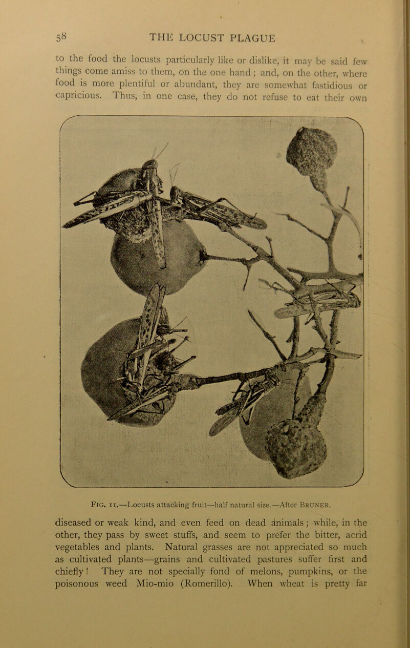 to the food the locusts particularly like or dislike, it may be said few things come amiss to them, on the one hand; and, on the other, where lood is more plentiful or abundant, they are somewhat fastidious or capricious. Thus, in one case, they do not refuse to eat their own Fig. ii.—Locusts attacking fruit—half natural size.—After Bruner. diseased or weak kind, and even feed on dead dnimals; while, in the other, they pass by sweet stuffs, and seem to prefer the bitter, acrid vegetables and plants. Natural grasses are not appreciated so much as cultivated plants—grains and cultivated pastures suffer first and chiefly ! They are not specially fond of melons, pumpkins, or the poisonous weed Mio-mio (Romerillo). When wheat is pretty far