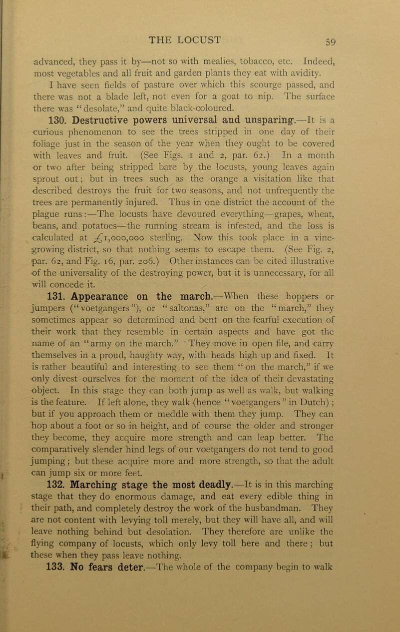 advanced, they pass it by—not so with mealies, tobacco, etc. Indeed, most vegetables and all fruit and garden plants they eat with avidity. I have seen fields of pasture over which this scourge passed, and there was not a blade left, not even for a goat to nip. The surface there was “ desolate,” and quite black-coloured. 130. Destructive powers universal and unsparing'.—It is a curious phenomenon to see the trees stripped in one day of their foliage just in the season of the year when they ought to be covered with leaves and fruit. (See Figs, i and 2, par. 62.) In a month or two after being stripped bare by the locusts, young leaves again sprout out; but in trees such as the orange a visitation like that described destroys the fruit for two seasons, and not unfrequently the trees are permanently injured. Thus in one district the account of the plague runs :—The locusts have devoured everything—grapes, wheat, beans, and potatoes—the running stream is infested, and the loss is calculated at ^1,000,000 sterling. Now this took place in a vine- growing district, so that nothing seems to escape them. (See Fig. 2, par. 62, and Fig. 16, par. 206.) Other instances can be cited illustrative •of the universality of the destroying power, but it is unnecessary, for all will concede it. 131. Appearance on the march.—When these hoppers or jumpers (“voetgangers”), or “ saltonas,” are on the “march,” they sometimes appear so determined and bent on the fearful execution of their work that they resemble in certain aspects and have got the name of an “army on the march.” ' They move in open file, and carry themselves in a proud, haughty way, with heads high up and fixed. It is rather beautiful and interesting to see them “ on the march,” if we •only divest ourselves for the moment of the idea of their devastating object. In this stage they can both jump as well as walk, but walking is the feature. If left alone, they walk (hence “ voetgangers ” in Dutch); but if you approach them or meddle with them they jump. They can hop about a foot or so in height, and of course the older and stronger they become, they acquire more strength and can leap better. The comparatively slender hind legs of our voetgangers do not tend to good jumping; but these acquire more and more strength, so that the adult can jump six or more feet. 132. Marching stage the most deadly.—It is in this marching stage that they do enormous damage, and eat every edible thing in their path, and completely destroy the work of the husbandman. They are not content with levying toll merely, but they will have all, and will leave nothing behind but desolation. They therefore are unlike the flying company of locusts, which only levy toll here and there; but these when they pass leave nothing. 133. No fears deter.—The whole of the company begin to walk