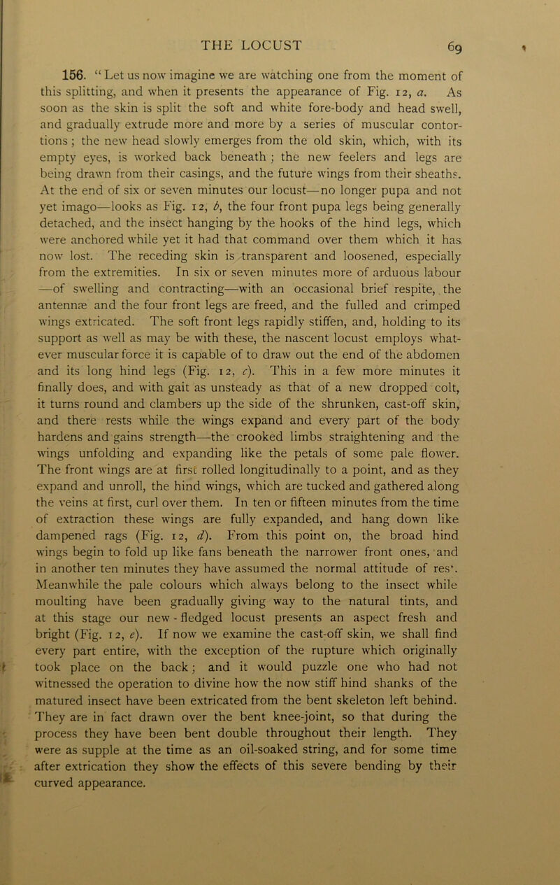 156. “ Let us now imagine we are watching one from the moment of this splitting, and when it presents the appearance of Fig. 12, a. As soon as the skin is split the soft and white fore-body and head swell, and gradually extrude more and more by a series of muscular contor- tions ; the new head slowly emerges from the old skin, which, with its empty eyes, is worked back beneath ; the new feelers and legs are being drawn from their casings, and the future wings from their sheaths. At the end of six or seven minutes our locust—no longer pupa and not yet imago—looks as Fig. 12, b, the four front pupa legs being generally detached, and the insect hanging by the hooks of the hind legs, which were anchored while yet it had that command over them which it has. now lost. The receding skin is transparent and loosened, especially from the extremities. In six or seven minutes more of arduous labour —of swelling and contracting—with an occasional brief respite, the antennae and the four front legs are freed, and the fulled and crimped wings extricated. The soft front legs rapidly stiffen, and, holding to its support as well as may be with these, the nascent locust employs what- ever muscular force it is capable of to draw out the end of the abdomen and its long hind legs (Fig. 12, c). This in a few more minutes it finally does, and with gait as unsteady as that of a new dropped colt, it turns round and clambers up the side of the shrunken, cast-off skin, and there rests while the wings expand and every part of the body hardens and gains strength—the crooked limbs straightening and the wings unfolding and expanding like the petals of some pale flower. The front wings are at first rolled longitudinally to a point, and as they expand and unroll, the hind wings, which are tucked and gathered along the veins at first, curl over them. In ten or fifteen minutes from the time of extraction these wings are fully expanded, and hang down like dampened rags (Fig. 12, d). From this point on, the broad hind wings begin to fold up like fans beneath the narrower front ones, and in another ten minutes they have assumed the normal attitude of res'. Meanwhile the pale colours which always belong to the insect while moulting have been gradually giving way to the natural tints, and at this stage our new - fledged locust presents an aspect fresh and bright (Fig. 12, e). If now we examine the cast-off skin, we shall find every part entire, with the exception of the rupture which originally took place on the back; and it would puzzle one who had not witnessed the operation to divine how the now stiff hind shanks of the matured insect have been extricated from the bent skeleton left behind. They are in fact drawn over the bent knee-joint, so that during the process they have been bent double throughout their length. They were as supple at the time as an oil-soaked string, and for some time after extrication they show the effects of this severe bending by their curved appearance.