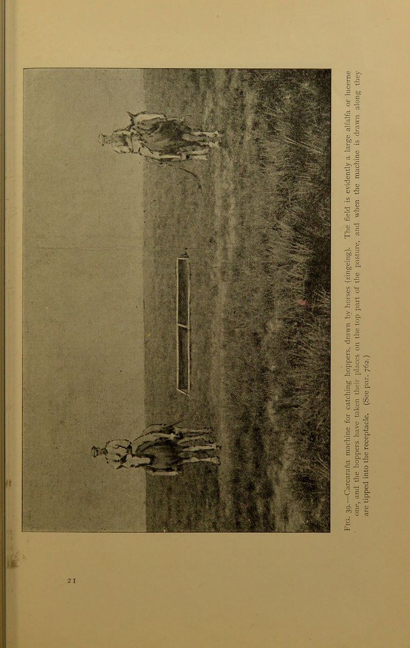 Fig. 39.—Carcaraha machine for catching hoppers, drawn by horses (zingeing). The field is evidently a large alfalfa or lucerne one, and the hoppers have taken their places on the top part of the pasture, and when the machine is drawn along they are tipped into the receptacle. (See par. 762.)