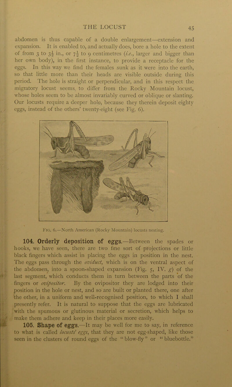 abdomen is thus capable of a double enlargement—extension and expansion. It is enabled to, and actually does, bore a hole to the extent of from 3 to 3I in., or 7^ to 9 centimetres (/.<?., larger and bigger than her own body), in the first instance, to provide a receptacle for the eggs. In this way we find the females sunk as it were into the earth, so that little more than their heads are visible outside during this period. The hole is straight or perpendicular, and in this respect the migratory locust seems to differ from the Rocky Mountain locust, whose holes seem to be almost invariably curved or oblique or slanting. Our locusts require a deeper hole, because they therein deposit eighty eggs, instead of the others’ twenty-eight (see Fig. 6). Fig. 6.—North American (Rocky Mountain) locusts nesting. 104. Orderly deposition of eggs.—Between the spades or hooks, we have seen, there are two fine sort of projections or little black fingers which assist in placing the eggs in position in the nest. The eggs pass through the oviduct, which is on the ventral aspect of the abdomen, into a spoon-shaped expansion (Fig. 5, IV. g) of the last segment, which conducts them in turn between the parts of the fingers or oviposito?\ By the ovipositor they are lodged into their position in the hole or nest, and so are built or planted there, one after the other, in a uniform and well-recognised position, to which I shall presently refer. It is natural to suppose that the eggs are lubricated with the spumous or glutinous material or secretion, which helps to make them adhere and keep in their places more easily. 105. Shape of eggs.—It may be well for me to say, in reference to what is called locusts’ eggs, that they are not egg-shaped, like those seen in the clusters of round eggs of the “ blow-fly ” or “ bluebottle.”