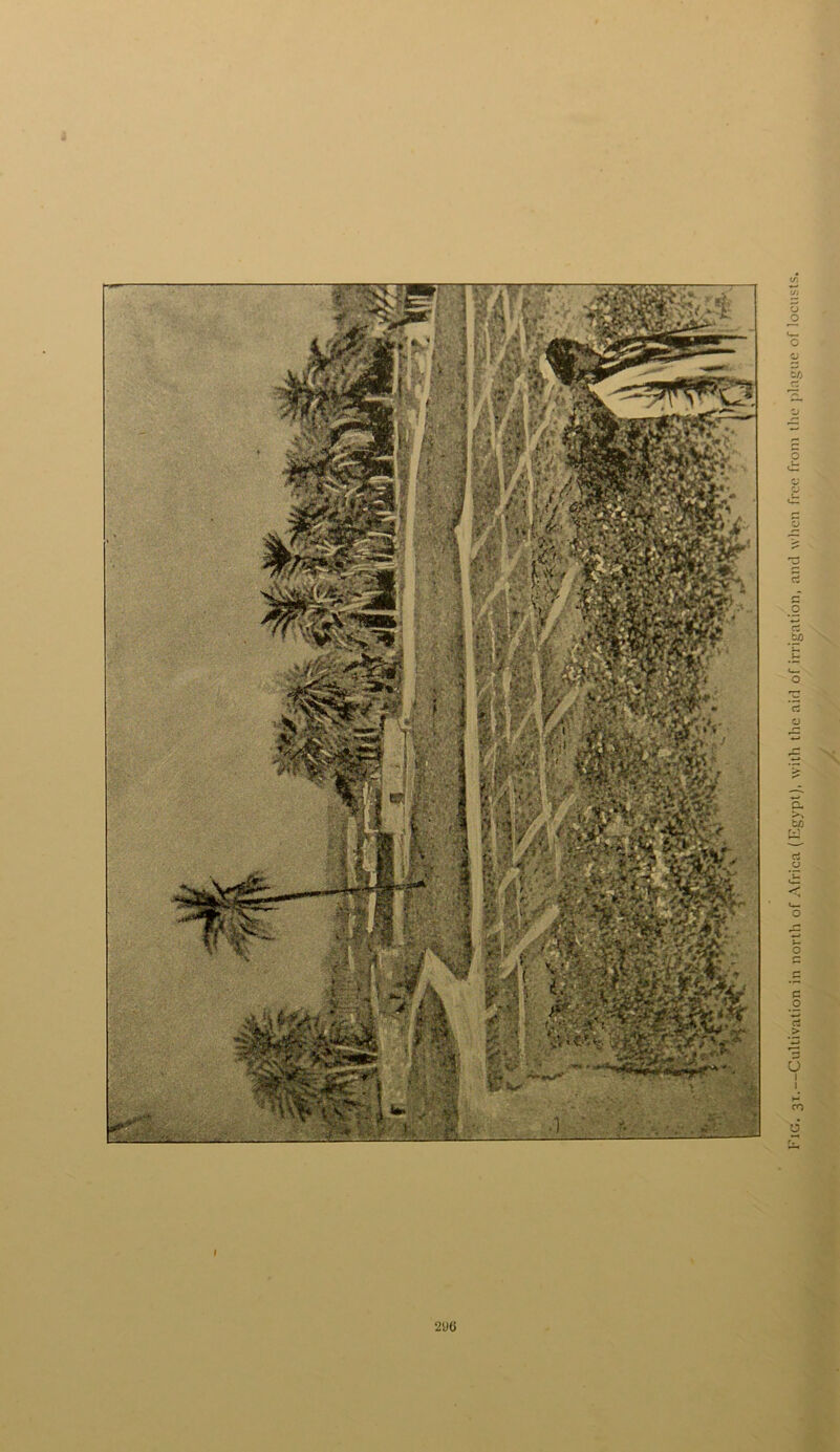 290 Fig. 31.—Cultivation in north of Africa (Egypt), with the aid of irrigation, and when free from the plague of locusts.