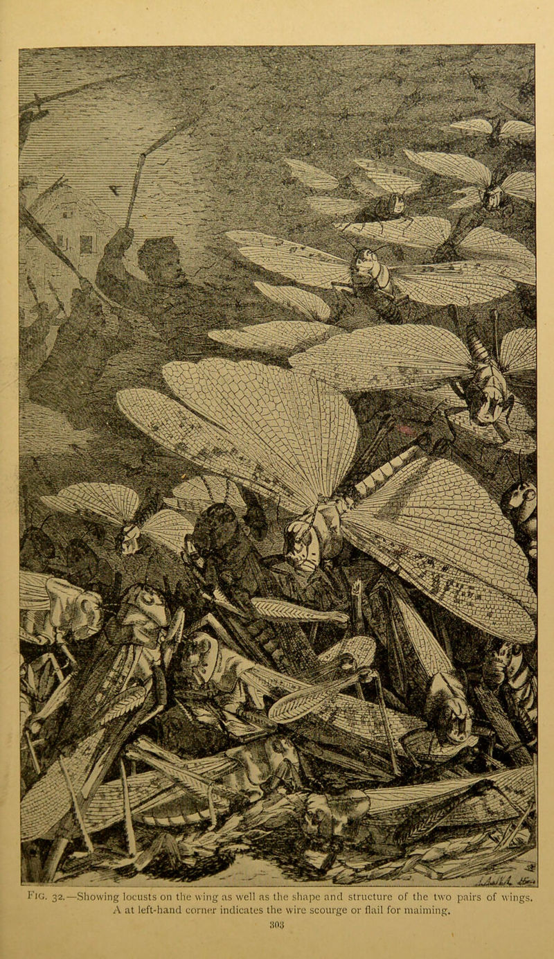 o JJ+iiA Showing locusts on the wing as well as the shape and structure of the two pairs of wings, A at left-hand corner indicates the wire scourge or flail for maiming.