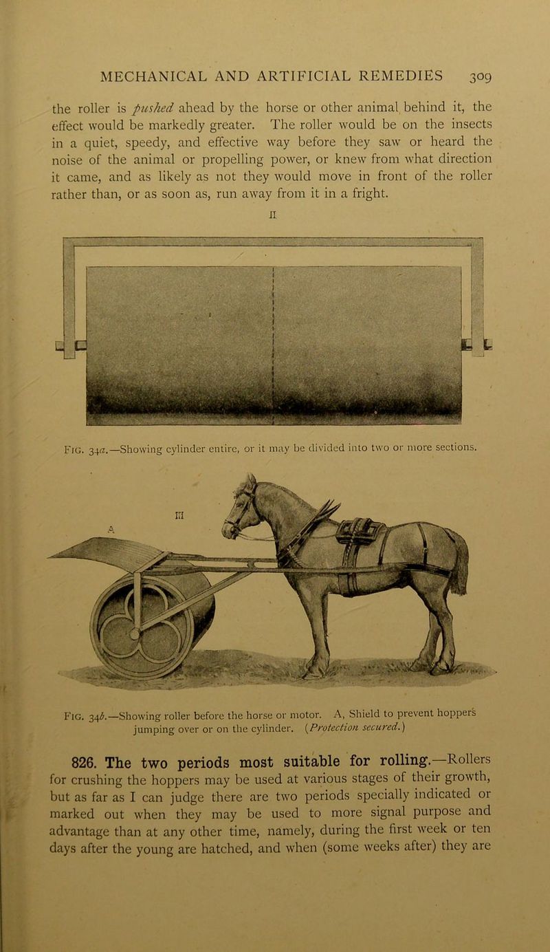 the roller is pushed ahead by the horse or other animal behind it, the effect would be markedly greater. The roller would be on the insects in a quiet, speedy, and effective way before they saw or heard the noise of the animal or propelling power, or knew from what direction it came, and as likely as not they would move in front of the roller rather than, or as soon as, run away from it in a fright. Ji 1. . : 1 m Fig. 34b.—Showing roller before the horse or motor. A, Shield to prevent hoppers jumping over or on the cylinder. (Protection secured.) 826. The two periods most suitable for rolling.—Rollers for crushing the hoppers may be used at various stages of their growth, but as far as I can judge there are two periods specially indicated or marked out when they may be used to more signal purpose and advantage than at any other time, namely, during the first week or ten days after the young are hatched, and when (some weeks after) they are Fig. 34a.—Showing cylinder entire, or it may be divided into two or more sections.