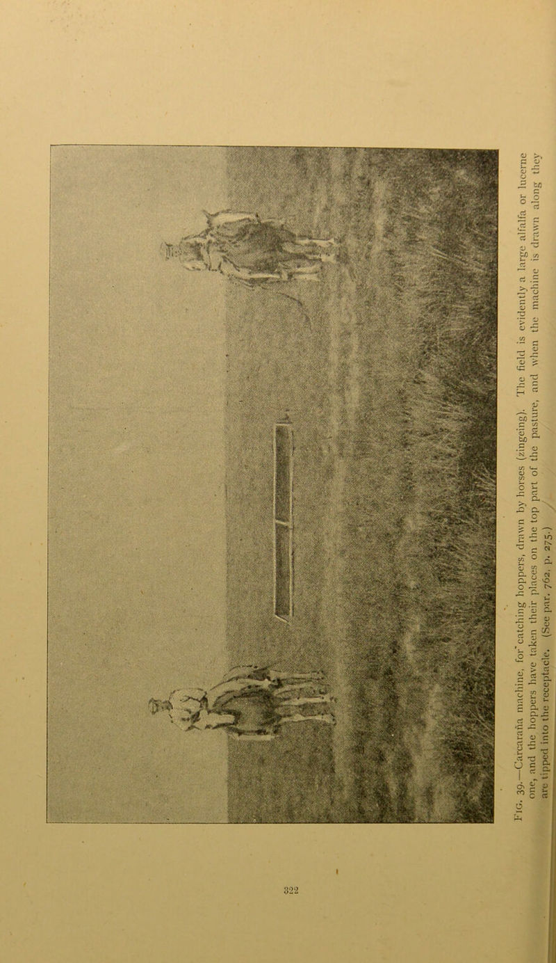 I Fig. 39.—Carcarana machine, for'catching hoppers, drawn by horses (zingeing). The field is evidently a large alfalfa or lucerne one, and the hoppers have taken their places on the top part of the pasture, and when the machine is drawn along they are tipped into the receptacle. (See par. 762, p. 273.)