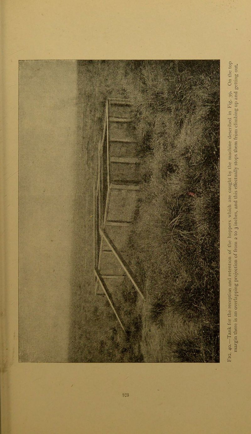 Fig. 40.—Tank for the reception and retention of the hoppers which are caught by the machine described in Fig. 39. On the top margin there is an overlapping projection of from 2 to 3 inches, and this effectually stops them from climbing up and getting out.