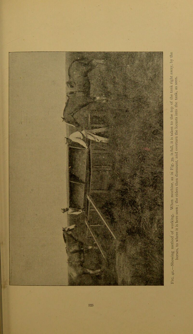 Fig. 41.—Showing method of working. When machine, as in Fig. 39, is full, it is taken to the top of the tank right away, by the horses, to where it is here seen ; the riders then dismount, and overturn the locusts into the tank, as seen.