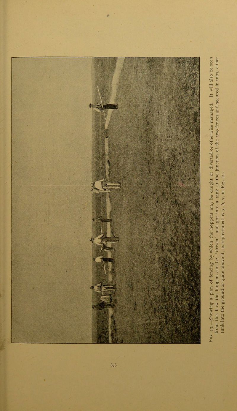 — Fig. 43.—Showing a plan of fencing by which the hoppers may be caught or diverted or otherwise managed. It will also be seen from this how the hoppers can be driven” and got into a tank at the junction of the two fences and secured in tubs, either sunk into the ground or quite above it, as represented by 5, 6, 7, in Fig. 42.
