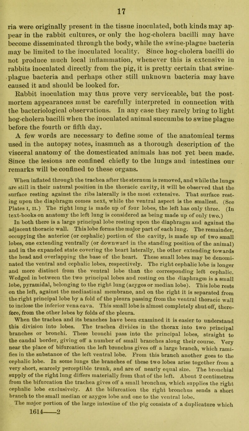 ria were originally present in the tissue inoculated, both kinds may ap- pear in the rabbit cultures, or only the hog-cholera bacilli may have become disseminated through the body, while the swine-plague bacteria may be limited to the inoculated locality. Since hog-cholera bacilli do not produce much local inflammation, whenever this is extensive in rabbits inoculated directly from the pig, it is pretty certain that swine- plague bacteria and perhaps other still unknown bacteria may have caused it and should be looked for. Eabbit inoculation may thus prove very serviceable, but the post- mortem appearances must be carefully interpreted in connection with the bacteriological observations. In any case they rarely bring to light hog-cholera bacilli when the inoculated animal succumbs to swine plague before the fourth or fifth day. A few words are necessary to define some of the anatomical terms used in the autopsy notes, inasmuch as a thorough description of the visceral anatomy of the domesticated animals has not yet been made. Since the lesions are confined chiefly to the lungs and intestines our remarks will be confined to these organs. When inflated through the trachea after the sternum is removed, and while the lungs are still in their natural position in the thoracic cavity, it will be observed that the surface resting against the ribs laterally is the most extensive. That surface rest- ing upon the diaphragm comes next, while the ventral aspect is the smallest. (See Plates i, ii.) The right lung is made up of four lobes, the left has only three. (In text-books on anatomy the left lung is considered as being made up of only two.) In both there is a large principal lobe resting upon the diaphragm and against the adjacent thoracic wall. This lobe forms the major part of each lung. The remainder, occupying the anterior (or cephalic) portion of the cavity, is made up of two small lobes, one extending ventrally (or downward in the standing position of the animal) and in the expanded state covering the heart laterally, the other extending towards the head and overlapping the base of the heart. These small lobes may be denomi- nated the ventral and cephalic lobes, respectively. The right cephalic lobe is longer and more distinct from the ventral lobe than the corresponding left cephalic. Wedged in between the two principal lobes and resting on the diaphragm is a small lobe, pyramidal, belonging to the right lung (azygos or median lobe). This lobe rests on the left, against the mediastinal membrane, and on the right it is separated from the right principal lobe by a fold of the pleura passing from the ventral thoracic wall to inclose the inferior vena cava. This small lobe is almost completely shut off, there- fore, from the other lobes by folds of the pleura. When the trachea and its branches have been examined it is easier to understand this division into lobes. The trachea divides in the thorax into two principal branches or bronchi. These bronchi pass into the principal lobes, straight to the caudal border, giving off a number of small branches along their course. Very near the place of bifurcation the left bronchus gives off a large branch, which rami- fies in the substance of the left ventral lobe. From this branch another goes to the cephalic lobe. In some lungs the branches of these two lobes arise together from a very short, scarcely perceptible trunk, and are of nearly equal size. The bronchial supply of the right lung differs materially from that of the left. About 2 centimetres from the bifurcation the trachea gives off a small bronchus, which supplies the right cephalic lobe exclusively. At the bifurcation the right bronchus sends a short branch to the small median or azygos lobe and one to the ventral lobe. The major portion of the large intestine of the pig consists of a duplicature which 1614 2