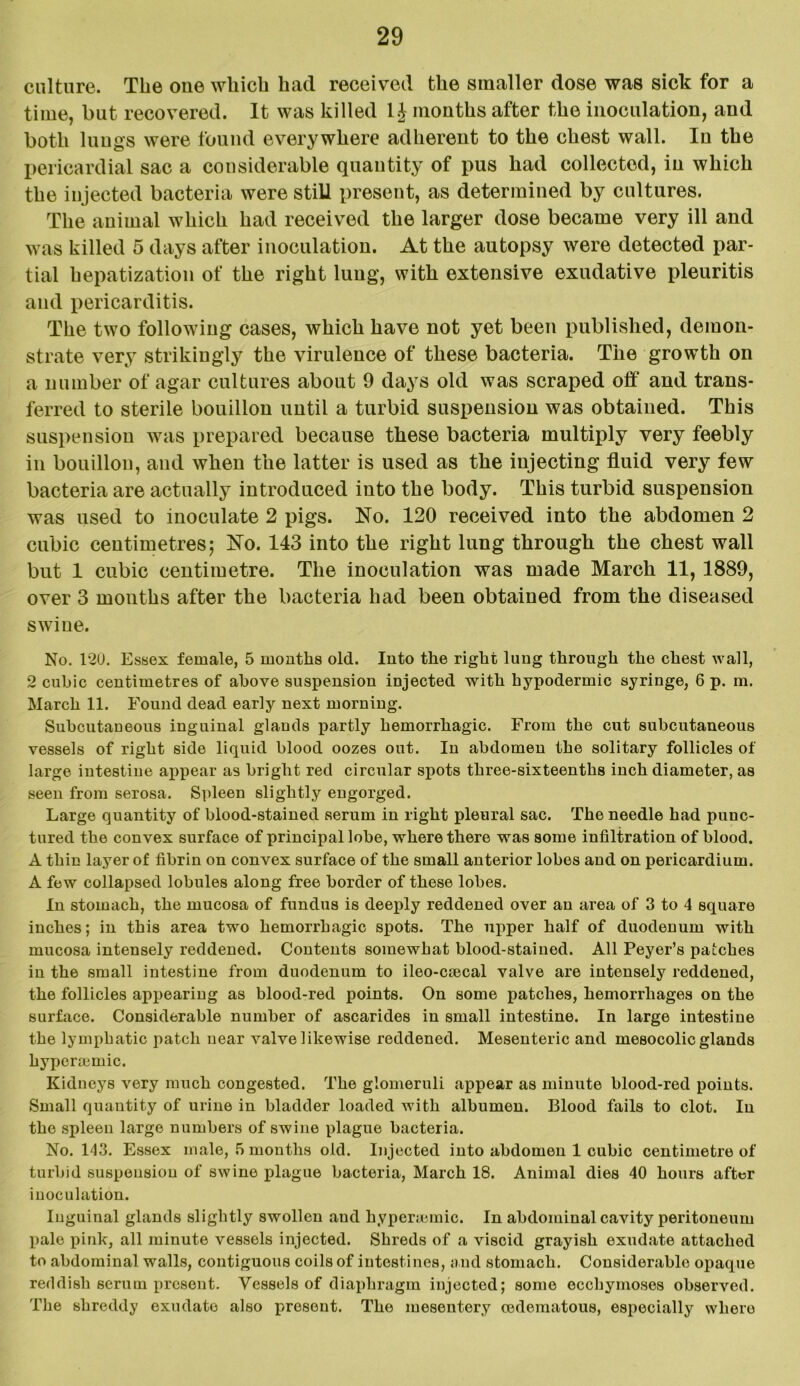 culture. The one which had received the smaller dose was sick for a time, but recovered. It was killed I£ mouths after the inoculation, and both lungs were found everywhere adherent to the chest wall. In the pericardial sac a considerable quantity of pus had collected, in which the injected bacteria were still present, as determined by cultures. The animal which had received the larger dose became very ill and was killed 5 days after inoculation. At the autopsy were detected par- tial hepatization of the right lung, with extensive exudative pleuritis and pericarditis. The two following cases, which have not yet been published, demon- strate very strikingly the virulence of these bacteria. The growth on a number of agar cultures about 9 days old was scraped off and trans- ferred to sterile bouillon until a turbid suspension was obtained. This suspension was prepared because these bacteria multiply very feebly in bouillon, and when the latter is used as the injecting fluid very few bacteria are actually introduced into the body. This turbid suspension was used to inoculate 2 pigs. No. 120 received into the abdomen 2 cubic centimetres; No. 143 into the right lung through the chest wall but 1 cubic centimetre. The inoculation was made March 11, 1889, over 3 months after the bacteria had been obtained from the diseased swine. No. 120. Essex female, 5 months old. Into the right lung through the chest wall, 2 cubic centimetres of above suspension injected with hypodermic syringe, 6 p. m. March 11. Found dead early next morning. Subcutaneous inguinal glands partly hemorrhagic. From the cut subcutaneous vessels of right side liquid blood oozes out. In abdomen the solitary follicles of large intestine appear as bright red circular spots three-sixteenths inch diameter, as seen from serosa. Spleen slightly engorged. Large quantity of blood-stained serum in right pleural sac. The needle had punc- tured the convex surface of principal lobe, where there was some infiltration of blood. A thin layer of fibrin on convex surface of the small anterior lobes and on pericardium. A few collapsed lobules along free border of these lobes. In stomach, the mucosa of fundus is deeply reddened over an area of 3 to 4 square inches; in this area two hemorrhagic spots. The upper half of duodenum with mucosa intensely reddened. Contents somewhat blood-stained. All Peyer’s patches in the small intestine from duodenum to ileo-ccecal valve are intensely reddened, the follicles appearing as blood-red points. On some patches, hemorrhages on the surface. Considerable number of ascarides in small intestine. In large intestine the lymphatic patch near valve likewise reddened. Mesenteric and mesocolic glands hyperajmic. Kidneys very much congested. The glomeruli appear as minute blood-red points. Small quantity of urine in bladder loaded with albumen. Blood fails to clot. In the spleen large numbers of swine plague bacteria. No. 143. Essex male, 5 months old. Injected into abdomen 1 cubic centimetre of turbid suspension of swine plague bacteria, March 18. Animal dies 40 hours after inoculation. Inguinal glands slightly swollen and hypenemic. In abdominal cavity peritoneum pale pink, all minute vessels injected. Shreds of a viscid grayish exudate attached to abdominal walls, contiguous coils of intestines, and stomach. Considerable opaque reddish serum present. Vessels of diaphragm injected; some ecchymoses observed. The shreddy exudate also present. The mesentery oedematous, especially where