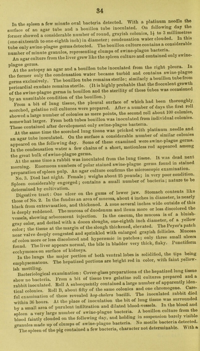 In the 8nleen a few minute oval bacteria detected. With a platinum needle the surface of an agar tube and a bouillon tube inoculated. On following day the former showed a considerable number of round, grayish colonies, H to 3 millimetres (one-sixteenth to one-eighth inch) in diameter; condensation water clouded. In this tube only swine-plague germs detected. The bouillon culture contains a considerable number of minute granules, representing clumps of swine-plague bacteria. An agar culture from the liver grew like the spleen culture and contained only swine- PlrtThfaTopsy an agar and a bouillon tube inoculated from the right pleura In the former only the condensation water became turbid and contains swme-p ague “exclusively. The bouillon tube remains sterile; similarly .bouillon tubefrom pericardial exudate remains sterile. (It is highly probable that the flocculent growth of the swine-plague germs in bouillon and the sterility of these tubes was occasioned bv an unsuitable condition of the bouillon.) ,1tt ^From a bit of lung tissue, the pleural surface of which had been thoroug y. scorched, gelatine roll cultures were prepared. After a number of days the first to showed a large number of colonies as mere points, the second roll about 100 colonies, somewhat larger. From both tubes bouillon was inoculated from individual colonies. These contained after development only swine-plague bacteria. At the same time the scorched lung tissue was pricked with platinum needle a an agar tube inoculated. On the surface a considerable number of similar colonies appeared on the following day. Some of these examined were swine-plague genus. In the condensation water a few chains of a short, motionless rod appeared among the sreat bulk of swine-plague germs. , At the same time a rabbit was inoculated from the lung tissue. It was dead ne-1 morning Enormous numbers of polar stained swine-plague germs found in stained preparation of spleen pulp. An agar culture confirms the microscopic examination No 3 Died last night. Female; weighs about 25 pounds; in very poor condition. Spleen considerably engorged; contains a small number of bacteria; nature to he ^Digestive tract: One ulcer on the gums of lower jaw. Stomach contents like those of No. 2. In the fundus an area of mucosa, about 4 inches in diameter, is near y black from extravasation, and thickened. A zone several inches wide outside of this is deeply reddened. The mucosa of duodenum and ileum more or less discolored t vessels, showing arborescent injection. In the csecum, the mucosa is ol a bluish, gray color, and dotted with a dozen sloughs, one-eighth inch diameter of a yellow color: the tissue at the margin of the slough thickened, elevated. The Peyer s patch near valve deeply congested and sprinkled with enlarged grayish follicles. Mucosa of colon more or less discolored and hypersemic in patches ; only three small ulcers found. The liver appears normal, the bile in bladder very thick, fla y. one 1 orin ecchvmosos on surface of kidneys. In the lungs the major portion of both ventral lobes is solidified, the tips being emphysematous. The hepatized portions are bright red in color, with faint yellow- 18 Bimteriological examination : Cover-glass preparations of the hepatized lung tissue show no bacteria. From a bit of tissue two gelatine roll cultures prepared and a rabbit inoculated. Roll A subsequently contained a large number of apparently iden- tical colonies. Roll B, about fifty of the same colonies and one chromogene Care- ful examination of these revealed hog-cholera bacilli. The inoculated rabbit diet within 36 hours. At the place of inoculation the hit of lung tissue was surrounc e by a small area of purulent infiltration and dilated blood-vessels. In the blood and spleen a very large number of swine-plague bacteria. A bouillon culture from t 0 blood faintly clouded on the following day, and holding in suspension barely visible granules made up of clumps of swine-plague bacteria. No motile bacteria detected. The spleen of tho pig contained a few bacteria, character not determinable. V' it a