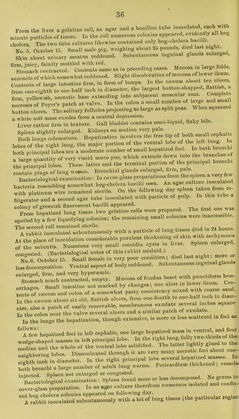 From the liver a gelatine roll, an agar and a bouillon tube inoculated, each mt minute particles of tissue. In the roll numerous colonies appeared, evidently all li „ cholera. The two tube cultures likewise contained only hog-cholera bacilli. No. 5. October 15. Small male pig, weighing about 2o pounds, died last night. Skin about urinary meatus reddened. Subcutaneous inguinal glands enlarged, firm inicY, faintly mottled witli icd. . _ x* 11 Stomach contracted. Contents same as in preceding cases. Mucosa in large fo i s, summits of which somewhat reddened. Slight discoloration of mucosa of ower ileum. Contents of large intestine firm, in form of lumps. In the caecum about ten ulcers from one-eighth to one-half inch in diameter, the largest button-shapped, flattis , < firm yellowish, necrotic base extending into subjacent muscular coat. Comp necrosis of Peyer-s patch at valve. In the colon a small number of ,arg<. and small button ulcers. The solitary follicles projecting as large as split peas. \\ hen squeezed a white soft mass exudes from a central depression. Liver rather firm in texture. Gall bladder contains semi-liquid, flaky bile. Soleeu slightly eularged. ICidueys on section very pale. Both lungs mdematous. Hepatization involves the tree tip of both small cep > lobes of the Vi.dit lung, the major portion of the ventral lobe oi the left lung. In both principal lobes are a moderate number of small bepatized foci. In both irouc i a large quantity of very viscid muco-pus, which extends down into the branches of the principal lobes. These latter and the terminal portion of the principal bronchi contain pluo-s of lung worms. Bronchial glands eularged, film, pale. Bacteriological examination: In cover-glass preparations from the spleen a very few bacteria resembling somewhat bog-cholera bacilli seen. An agar culture inocula i “atinnm wite remained sterile. On the following day spleen taken from^re- frigerator and a second agar tube inoculated with particle oi pulp. colon v of greenish fluorescent bacilli appeared. „ , From bepatized lung tissue two gelatine rolls were prepared. The iirst one was spoiled by i few liquefying colonies; the remaining small colonies weie inacoessi -■ . with a particle of lung tissue died in 24 hoars. At the Place of inoculation considerable purulent thickening oi skin with eccl ymos s of the mibcutis. Numerous very small coccidia cysts in liver. Spleen enlarged, rnnocsted (Bacteriological notes of this rabbit mislaid.) No 6 October 15. Small female in very poor condition; died last night; more o less decomposition. Ventral aspect of body reddened. Subcutaneous ingnma gam Mucosa of fundus besot with punctiform hem- orrbages Small intestine riot marked by changes ; one nicer in lower ileum. Con- te its of caecum and colon of a somewhat pasty consistency mixed with coarse sand. £21c “about Six old, flattish ulcers, from one-fonrth to one-half inch m diam- eter also a patch of easily removable, membranous exudate several inches squaio In the colon near the valve several ulcers and a similar patch of exudate. In the lungs the hepatization, though extensive, is more or less scattered in foci as f°A°tew bepatized foci in left cephalic, one large bepatized mass in ventral, and four wedve-shaped masses in left principal lobe. In the right lung, fu y wo- lrt median and the whole of the ventral lobe solidified. The latter lightly glued to t e neighboring lobes. Disseminated through it are very many necrotic foci about oue-- eightb inch in diameter. In the right principal lobe several bepatized masses, both bronchi a large number of adult lung worms. Pericardium thickened; vessels- iniftotfid Spleen not eularged or congested. 1DBacteriological examination : Spleen found more or less decomposed No germs n cover-glass preparation. In an agar culture therefrom numerous isolated and con lioff cholera colonies appeared on following day. A rabbit inoculated subcutaneously with a bit of lung tissue (the particular rcgi