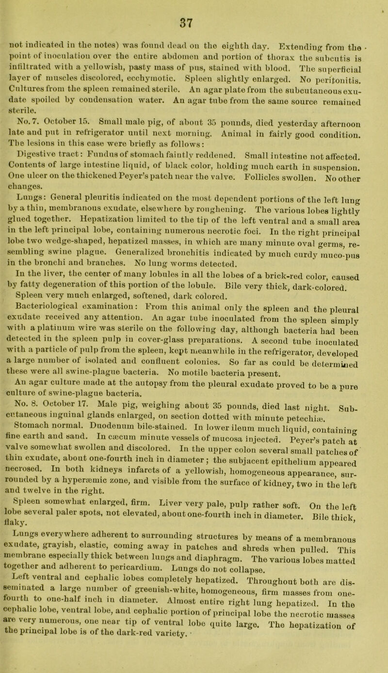 not. indicated in the notes) was found dead on the eighth day. Extending from the point of inoculation over the entire abdomen and portion of thorax the subcutis is infiltrated with a yellowish, pasty mass of pus, stained with blood. The superficial layer of muscles discolored, ecchyinotic. Spleen slightly enlarged. No peritonitis. Cultures from the spleen remained sterile. An agar plate from the subcutaneous exu- date spoiled by condensation water. An agar tube from the same source remained sterile. No. 7. October 15. Small male pig, of about 35 pounds, died yesterday afternoon late and put in refrigerator until next morning. Animal in fairly good condition. The lesions in this case were briefly as follows: Digestive tract: Fundus of stomach faintly reddened. Small intestine not affected. Contents of large intestine liquid, of black color, holding much earth in suspension. One ulcer on the thickened Peyer’s patch near the valve. Follicles swollen. No other changes. Lungs: General pleuritis indicated on the most dependent portions of the left lung by a thin, membranous exudate, elsewhere by roughening. The various lobes lightly glued together. Hepatization limited to the tip of the left ventral and a smalfarea in the left principal lobe, containing numerous necrotic foci. In the right principal lobe two wedge-shaped, hepatized masses, in which are many minute oval germs re- sembling swine plague. Generalized bronchitis indicated by much curdy muco-pus in the bronchi and branches. No lung worms detected. In the liver, the center of many lobules in all the lobes of a brick-red color, caused by fatty degeneration of this portion of the lobule. Bile very thick, dark-colored. Spleen very much enlarged, softened, dark colored. Bacteriological examination: From this animal only the spleen and the pleural exudate received any attention. An agar tube inoculated from the spleen simply with a platinum wire was sterile on the following day, although bacteria had been detected in the spleen pulp in cover-glass preparations. A second tube inoculated with a particle of pulp from the spleen, kept meanwhile in the refrigerator, developed a large number of isolated and confluent colonies. So far as could be determined these were all swine-plague bacteria. No motile bacteria present. An agar culture made at the autopsy from the pleural exudate proved to be a pure culture of swine-plague bacteria. No. 8. October 17. Male pig, weighing about 35 pounds, died last night. Sub- cutaneous inguinal glands enlarged, on section dotted with minute petechia}. Stomach normal. Duodenum bile-stained. In lower ileum much liquid, containing fine earth and sand. In caecum minute vessels of mucosa injected. PeyeFs patch at valve somewhat swollen and discolored. In the upper colon several small patches of thin exudate, about one-fourth inch in diameter; the subjacent epithelium appeared necrosed. In both kidneys infarcts of a yellowish, homogeneous appearance sur- rounded by a hyperaemic zone, and visible from the surface of kidney, two in the left and twelve in the right. Spleen somewhat enlarged, firm. Liver very pale, pulp rather soft. On the left lobe several paler spots, not elevated, about one-fourth inch in diameter. Bile thick flaky. ’ Lungs everywhere adherent to surrounding structures by means of a membranous exudate, grayish, elastic, coming away in patches and shreds when pulled. This membrane especially thick between lungs and diaphragm. The various lobes matted together and adherent to pericardium. Lungs do not collapse. Left ventral and cephalic lobes completely hepatized. Throughout both are dis- seminated a large number of greenish-white, homogeneous, firm masses from one- fourth to one-half inch in diameter. Almost entire right lung hepatized. In the cephalic lobe, ventral lobe, and cephalic portion of principal lobe the necrotic masses are very numerous, one near tip of ventral lobe quite large. The hepatization of the principal lobe is of the dark-red variety. •