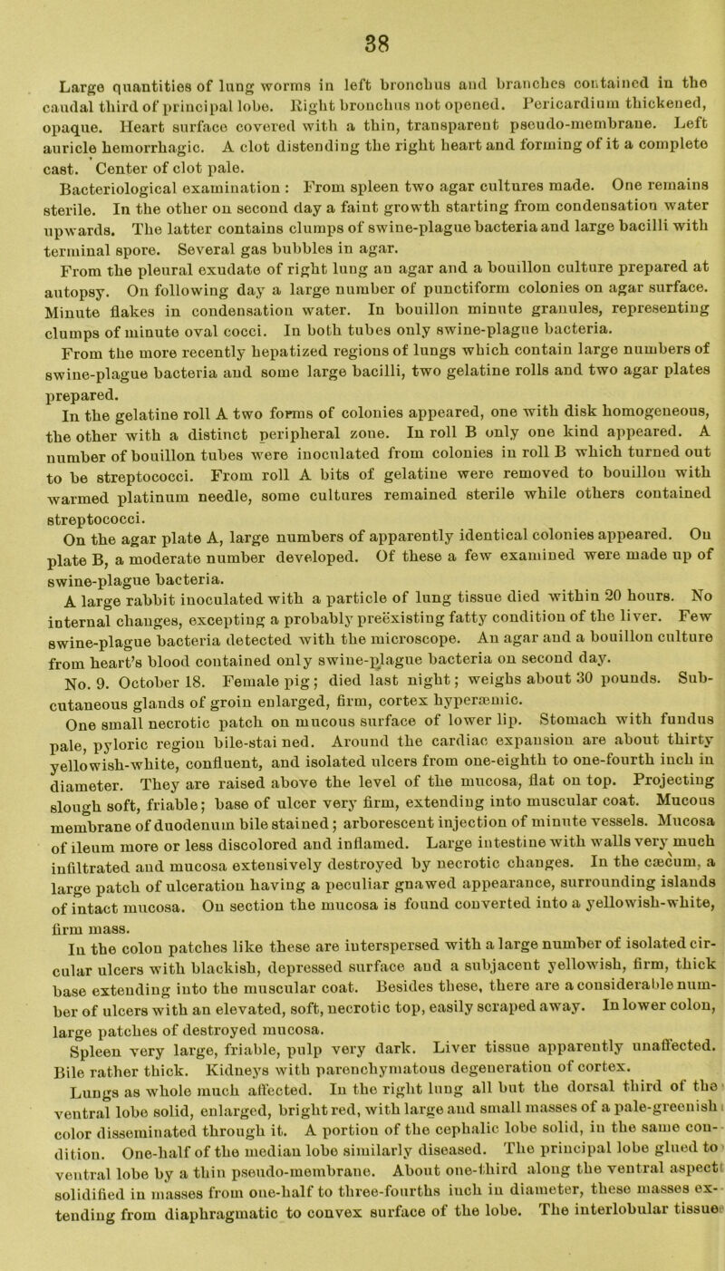 Large quantities of lung worms in left bronchus and branches contained in the caudal third of principal lobe. Right bronchus not opened. Pericardium thickened, opaque. Heart surface covered with a thin, transparent pseudo-membrane. Left auricle hemorrhagic. A clot distending the right heart and forming of it a complete * cast. Center of clot pale. Bacteriological examination : From spleen two agar cultures made. One remains sterile. In the other on second day a faint growth starting from condensation water upwards. The latter contains clumps of swine-plague bacteria and large bacilli with terminal spore. Several gas bubbles in agar. From the pleural exudate of right lung an agar and a bouillon culture prepared at autopsy. On following day a large number of punctiform colonies on agar surface. Minute flakes in condensation water. In bouillon minute granules, representing clumps of minute oval cocci. In both tubes only swine-plague bacteria. From the more recently hepatized regions of lungs which contain large numbers of swine-plague bacteria and some large bacilli, two gelatine rolls and two agar plates prepared. In the gelatine roll A two forms of colonies appeared, one with disk homogeneous, the other with a distinct peripheral zone. In roll B only one kind appeared. A number of bouillon tubes were inoculated from colonies in roll B which turned out to be streptococci. From roll A bits of gelatine were removed to bouillon with warmed platinum needle, some cultures remained sterile while others contained streptococci. On the agar plate A, large numbers of apparently identical colonies appeared. On plate B, a moderate number developed. Of these a few examined were made up of swine-plague bacteria. A large rabbit inoculated with a particle of lung tissue died within 20 hours. No internal changes, excepting a probably preexisting fatty condition of the liver. Few swine-plague bacteria detected with the microscope. An agar and a bouillon culture from heart’s blood contained only swine-plague bacteria on second day. No. 9. October 18. Female pig ; died last night; weighs about 30 pounds. Sub- cutaneous glands of groin enlarged, firm, cortex hypersemic. One small necrotic patch on mucous surface of lower lip. Stomach with fundus pale, pyloric region bile-stained. Around the cardiac expansion are about thirty yellowish-white, confluent, and isolated ulcers from one-eighth to one-fourth inch in diameter. They are raised above the level of the mucosa, flat on top. Projecting slough soft, friable; base of ulcer very firm, extending into muscular coat. Mucous merubrane of duodenum bile stained; arborescent injection of minute vessels. Mucosa of ileum more or less discolored and inflamed. Large intestine with walls very much infiltrated and mucosa extensively destroyed by necrotic changes. In the emeum. a large patch of ulceration having a peculiar gnawed appearance, surrounding islands of intact mucosa. On section the mucosa is found converted into a yellowish-white, firm mass. In the colon patches like these are interspersed with a large number of isolated cir- cular ulcers with blackish, depressed surface and a subjacent yellowish, firm, thick base extending into the muscular coat. Besides these, there are a considerable num- ber of ulcers with an elevated, soft, necrotic top, easily scraped away. In lower colon, large patches of destroyed mucosa. Spleen very large, friable, pulp very dark. Liver tissue apparently unaffected. Bile rather thick. Kidneys with parenchymatous degeneration of cortex. Lungs as whole much affected. In the right lung all but the dorsal third of the ventral lobe solid, enlarged, bright red, with large and small masses of a pale-greenish i color disseminated through it. A portion of the cephalic lobe solid, in the same con- dition. One-half of the median lobe similarly diseased. The principal lobe glued to ventral lobe by a thin pseudo-membrane. About one-third along the ventral aspect solidified in masses from one-half to three-fourths iuch in diameter, these masses ex- tending from diaphragmatic to convex surface of the lobe. The interlobular tissue