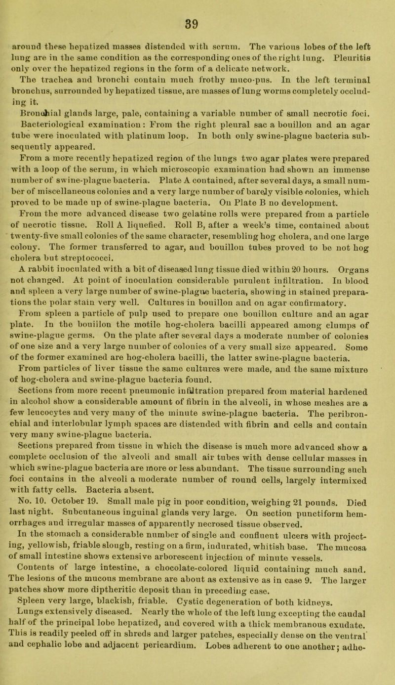 around these hepatized masses distended with serum. The various lobes of the left lung are in the same condition as the corresponding ones of the right lung. Pleuritis only over the hepatized regions iu the form of a delicate network. The trachea and bronchi contain much frothy muco-pus. In the left terminal bronchus, surrounded by hepatized tissue, are masses of lung worms completely occlud- ing it. Brouuhial glands large, pale, containing a variable number of small necrotic foci. Bacteriological examination: From the right pleural sac a bouillon and an agar tube were inoculated with platinum loop. In both only swine-plague bacteria sub- sequently appeared. From a more recently hepatized region of the lungs two agar plates were prepared with a loop of the serum, in which microscopic examination had shown an immense number of swine-plague bacteria. Plate A contained, after several days, a small num- ber of miscellaneous colonies and a very large number of barely visible colonies, which proved to be made up of swine-plague bacteria. On Plate B no development. From the more advanced disease two gelatine rolls were prepared from a particle of necrotic tissue. Roll A liquefied. Roll B, after a week’s time, contained about twenty-five small colonies of the same character, resembling hog cholera, and one large colony. The former transferred to agar, and bouillon tubes proved to be not hog cholera but streptococci. A rabbit inoculated with a bit of diseased lung tissue died within 20 hours. Organs not changed. At point of inoculation considerable purulent infiltration. In blood and spleen a very large number of swine-plague bacteria, showing in stained prepara- tions the polar stain very well. Cultures in bouillon and on agar confirmatory. From spleen a particle of pulp used to prepare one bouillon culture and an agar plate. In the bouillon the motile hog-cholera bacilli appeared among clumps of swine-plague germs. On the plate after several days a moderate number of colonies of one size and a very large number of colonies of a very small size appeared. Some of the former examined are hog-cholera bacilli, the latter swine-plague bacteria. From particles of liver tissue the same cultures were made, and the same mixture of hog-cholera and swine-plague bacteria found. Sections from more recent pneumonic infiltration prepared from material hardened in alcohol show a considerable amount of fibrin in the alveoli, in whose meshes are a few leucocytes and very many of the minute swine-plague bacteria. The peribron- chial and interlobular lymph spaces are distended with fibrin and cells and contain very many swine-plague bacteria. Sections prepared from tissue in which the disease is much more advanced show a complete occlusion of the alveoli and small air tubes with dense cellular masses in which swine-plague bacteria are more or less abundant. The tissue surrounding such foci contains iu the alveoli a moderate number of round cells, largely intermixed with fatty cells. Bacteria absent. No. 10. October 19. Small male pig in poor condition, weighing 21 pouuds. Died last night. Subcutaneous inguinal glands very large. On section punctiform hem- orrhages aud irregular masses of apparently necrosed tissue observed. In the stomach a considerable number of single and confluent ulcers with project- iug, yellowish, friable slough, resting on a firm, indurated, whitish base. The mucosa of small intestine shows extensive arborescent injection of minute vessels. Contents of large intestine, a chocolate-colored liquid containing much sand. The lesions of the mucous membrane are about as extensive as in case 9. The larger patches show more diptheritic deposit than in preceding case. Spleen very large, blackish, friable. Cystic degeneration of both kidneys. Lungs extensively diseased. Nearly the whole of the left lung excepting the caudal half of the principal lobe hepatized, aud covered with a thick membranous exudate, this is readily peeled off in shreds and larger patches, especially dense on the ventral and cephalic lobe and adjacent pericardium. Lobes adherent to one another; adhe-