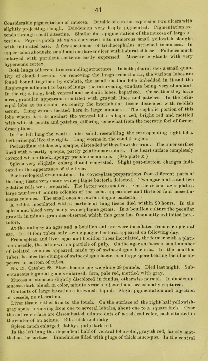 Considerable pigmentation of mucosa. Outside ot cardiac expansion two ulcers with slightly projecting slough. Duodenum very deeply pigmented. Pigmentation ex- tends through small intestine. Similar dark pigmentation of the mucosa of laige in- testine. Peyer’s patch at valve converted into numerous small yellowish sloughs with indurated base. A few specimens of trickoceplialus attached to mucosa. In upper colon about six small and one larger ulcer with indurated base. I ollicles much enlarged with purulent contents easily expressed. Mesenteric glands with very hyperaunic cortex. Both lungs adherent to surrounding structures. In both pleural sacs a small quan- tity of clouded serum. On removing the lungs from thorax, the various lobes are found bound together by exudate, the small median lobe imbedded in it and the diaphragm adherent to base of lungs, the intervening exudate being very abundant. In the right lung, both ventral and cephalic lobes, hepatized. On section they have a red, granular appearance mottled with grayish lines and patches. In the prin- cipal'lobe at its caudal extremity the interlobular tissue distended with reddish serum. Lung worms located here in large numbers. The cephalic portion of this lobe where it rests against the ventral lobe is hepatized, bright red and mottled with whitish points and patches, differing somewhat from the necrotic foci of former descriptions. In the left lung the ventral lobe solid, resembling the corresponding right lobe. Left principal like the right. Lung worms in the caudal region. Pericardium thickened, opaqne, distended with yellowish serum. The inner surface lined with a partly opaque, partly gelatinousexudate. The heart surface completely covered with a thick, spongy pseudo-membrane. (See plate x.) Spleen very slightly enlarged and congested. Slight post-mortem changes indi- cated m the appearance of the liver. Bacteriological examination: In cover-glass preparations from different parts of the lung tissue very many swine-plague bacteria detected. Two agar plates and two o-elatiue rolls were prepared. The latter were spoiled. On the second agar plate a Targe number of minute colonies of the same appearance and three or four miscella- neous colonies. The small ones are swine-plague bacteria. - A rabbit inoculated with a particle of lung tissue died within 20 hours. In the spleen and blood very many swine-plague germs. In a bouillon culture the peculiar growth in minute granules observed which this germ has frequently exhibited here- tofore. At the autopsy an agar and a bouillon culture were inoculated from each pleural sac. In all four tubes only swine-plague bacteria appeared on following day. From spleen and liver, agar and bouillon tubes inoculated, the former with a plati- num needle, the latter with a particle of pulp. On the agar surfaces a small number of isolated colonies appeared, made up of swine-plague bacteria. In the bouillon tubes, besides the clumps of swine-plague bacteria, a large spore-bearing bacillus ap- peared in bottom of tubes. No. 13. October 28. Black female pig weighing 28 pounds. Died last night. Sub- cutaneous inguinal glands enlarged, firm, pale red, mottled with gray. Mucosa of stomach slightly discolored in fundus, otherwise normal. In duodenum mucosa dark bluish in color, minute vessels injected and occasionally ruptured. Contents of large intestine a brownish liquid. Slight pigmentation and injection of vessels, no ulceration. Liver tissue rather firm to the touch. On the surface of the right half yellowish- gray spots, involving from one to several lobules, about one to a square inch. Over the entire surface are disseminated minute dots of a red-lead color, each situated in the center of an acinus. Bile thick and flaky. Spleen much enlarged, flabby ; pulp dark red. In the left lung the dependent half of ventral lobe solid, grayish red, faintly mot- tled on the surface. Bronchioles filled with plugs of thick muco-pns. In the central