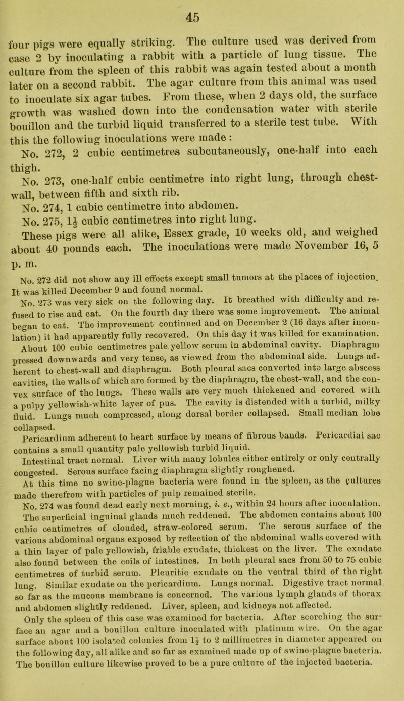 four pigs were equally striking. Tbe culture used was derived from case 2 by iuoculatiug a rabbit with a particle of luug tissue. The culture from the spleen of this rabbit was again tested about a mouth later on a second rabbit. The agar culture from this animal was used to inoculate six agar tubes. From these, when 2 days old, the surface growth was washed down into the condensation water with sterile bouillon and the turbid liquid transferred to a sterile test tube. With this the following inoculations were made : No. 272, 2 cubic centimetres subcutaneously, one-half into each thigh. No. 273, one-half cubic centimetre into right lung, through chest- wall, between fifth and sixth rib. No. 274, 1 cubic centimetre into abdomen. No. 275, 1£ cubic centimetres into right luug. These pigs were all alike, Essex grade, 10 weeks old, and weighed about 40 pounds each. The inoculations were made November 16, 5 p. m. No. 272 did not show any ill effects except small tumors at the places of injection. It was killed December 9 and found normal. No. 273 was very sick on the following day. It breathed with difficulty and re- fused to rise and eat. On the fourth day there was some improvement. The animal be^an to eat. The improvement continued and on December 2 (16 days after inocu- lation) it had apparently fully recovered. On this day it was killed for examination. About 100 cubic centimetres pale yellow serum in abdominal cavity. Diaphragm pressed downwards and very tense, as viewed from the abdominal side. Lungs ad- herent to chest-wall and diaphragm. Both pleural sacs converted into large abscess cavities, the walls of which are formed by the diaphragm, the chest-wall, aud the con- vex surface of the lungs. These walls are very much thickened and covered with a pulpy yellowish-white layer of pus. The cavity is distended with a turbid, milky fluid. Lungs much compressed, along dorsal border collapsed. Small median lobe collapsed. Pericardium adherent to heart surface by means of fibrous bands. Pericardial sac contains a small quantity pale yellowish turbid liquid. Intestinal tract normal. Liver with many lobules either entirely or only centrally congested. Serous surface facing diaphragm slightly roughened. At this time no swine-plague bacteria were found in the spleen, as the cultures made therefrom with particles of pulp remained sterile. No. 274 was found dead early next morning, i. e., within 24 hours after iuoculation. The superficial inguinal glands much reddened. The abdomen contains about 100 cubic centimetres of clouded, straw-colored serum. The serous surface of the various abdominal organs exposed by reflection of the abdominal walls covered with a thin layer of pale yellowish, friable exudate, thickest on the liver. The exudate also found between the coils of intestines. In both pleural sacs from 50 to 75 cubic centimetres of turbid serum. Pleuritic exudate on the ventral third of the right luno-. Similar exudate on the pericardium. Lungs normal. Digestive tract normal so far as the mucous membrane is concerned. The various lymph glands of thorax and abdomen slightly reddened. Liver, spleen, and kidneys not affected. Only the spleen of this case was examined for bacteria. After scorching the sur- face an agar and a bouillon culture inoculated with platinum wire. On the agar surface about 100 isolated colonies from to 2 millimetres in diameter appeared on the following day, all alike and so far as examined made up of swine-plague bacteria. The bouillon culture likewise proved to be a pure culture of the injected bacteria.