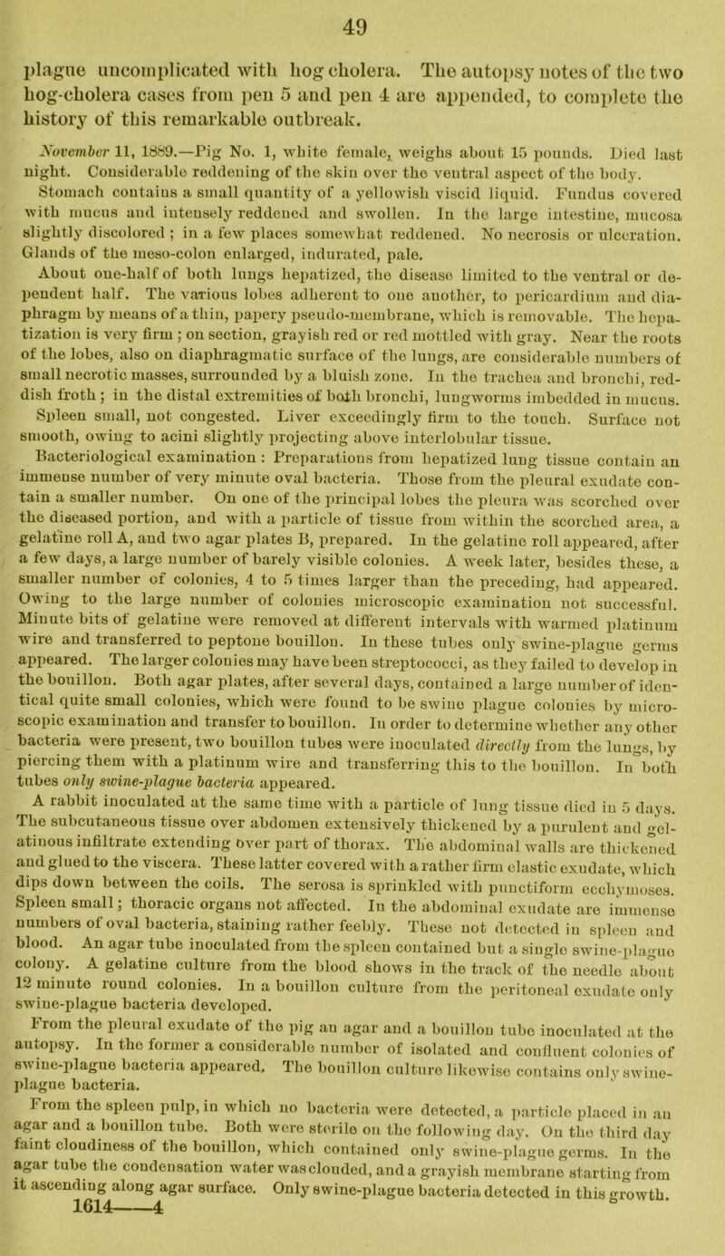 plague uncomplicated with hog cholera. The autopsy notes of the two hog-cholera cases from pen 5 and pen 4 are appended, to complete the history of this remarkable outbreak. November 11, 1889.—Pig No. 1, white female, weighs about 15 pounds. Died last night. Considerable reddening of the skin over the ventral aspect of the body. Stomach contains a small quantity of a yellowish viscid liquid. Fundus covered with mucus and intensely reddened and swolleu. In the large intestine, mucosa slightly discolored ; in a few places somewhat reddened. No necrosis or ulceration. Glands of the meso-colon enlarged, indurated, pale. About oue-half of both lungs hepatized, the disease limited to the ventral or de- pendent half. The various lobes adherent to one another, to pericardium and dia- phragm by means of a thin, papery pseudo-membrane, which is removable. The hepa- tization is very firm ; on section, grayish red or red mottled with gray. Near the roots of the lobes, also on diaphragmatic surface of the lungs, are considerable numbers of small necrotic masses, surrounded by a bluish zone. In the trachea and bronchi, red- dish froth ; in the distal extremities of both bronchi, lungworms imbedded in mucus. Spleen small, not congested. Liver exceedingly firm to the touch. Surface not smooth, owing to acini slightly projecting above interlobular tissue. Bacteriological examination : Preparations from hepatized lung tissue contain an immense number of very minute oval bacteria. Those from the pleural exudate con- tain a smaller number. On one of the principal lobes the pleura was scorched over the diseased portion, and with a particle of tissue from within the scorched area, a gelatine roll A, and two agar plates B, prepared. In the gelatine roll appeared, after a few days, a large number of barely visible colouies. A week later, besides these, a smaller number of colonies, 4 to 5 times larger than the preceding, had appeared. Owing to the large number of colonies microscopic examination not successful. Minute bits of gelatine were removed at different intervals with warmed platinum wire and transferred to peptone bouillon. In these tubes only swine-plague germs appeared. The larger colouies may have been streptococci, as they failed to develop in the bouillon. Both agar plates, after several days, contained a large number of iden- tical quite small colonies, which were found to be swine plague colonies by micro- scopic examination and transfer to bouillon. In order to determine whether any other bacteria were present, two bouillon tubes were inoculated directly from the lungs, by piercing them with a platinum wire and transferring this to the bouillon. InVotli tubes only swine-plague bacteria appeared. A rabbit inoculated at the same time with a particle of lung tissue died in 5 days. The subcutaneous tissue over abdomen extensively thickened by a purulent and gel- atinous infiltrate extending over part of thorax. The abdominal walls are thickened and glued to the viscera. These latter covered with a rather firm elastic exudate, which dips down between the coils. The serosa is sprinkled with puuctiform ecchymoses. Spleen small; thoracic organs not affected. In the abdominal exudate are immense numbeis of oval bacteria, staining rather feebly. These not detected in spleen and blood. An agar tube inoculated from the spleen contained but a single swine-plague colony. A gelatine culture from the blood shows in the track of the needle about 12 minute round colonies. In a bouillon culture from the peritoneal exudate only swine-plague bacteria developed. From the pleural exudate of the pig an agar and a bouillon tube inoculated at the autopsy. Iu the former a considerable number of isolated and confluent colonies of swine-plague bacteria appeared. The bouillon culture likewise contains only swine- plague bacteria. From the spleen pulp, in which no bacteria were detected, a particle placed in au agar and a bouillon tube. Both wore sterile on the following day. On the third day faint cloudiness of the bouillon, which contained only swine-plague germs. Iu the agar tube the condensation water was clouded, and a grayish membrane starting from it ascending along agar surface. Only swine-plague bacteria detected in this growth.