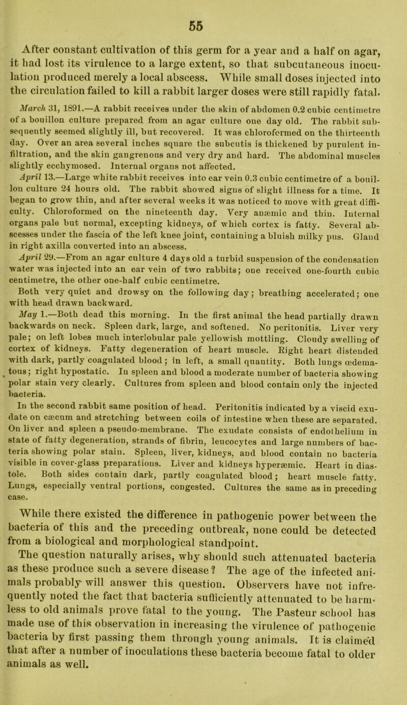 After constant cultivation of this germ for a year and a half on agar, it had lost its virulence to a large extent, so that subcutaneous inocu- lation produced merely a local abscess. While small doses injected into the circulation failed to kill a rabbit larger doses were still rapidly fatal. March 31, 1891.—A rabbit receives under tbe skin of abdomen 0.2 cubic centimetre of a bouillon culture prepared from an agar culture oue day old. The rabbit sub- sequently seemed slightly ill, but recovered. It was chloroformed on the thirteenth day. Over au area several inches square the subcutis is thickened by purulent in- filtration, and the skin gangrenous and very dry and hard. The abdominal muscles slightly ecchymosed. Internal organs not affected. April 13.—Large white rabbit receives into ear vein 0.3 cubic centimetre of a bouil- lon culture 24 hours old. The rabbit showed sigus of slight illness for a time. It began to grow thin, and after several weeks it was noticed to move with great diffi- culty. Chloroformed on the nineteenth day. Very ausemic and thin. Internal organs pale but normal, excepting kidneys, of which cortex is fatty. Several ab- scesses under the fascia of the left knee joint, containing a bluish milky pus. Gland in right axilla converted into an abscess. April 29.—From an agar culture 4 days old a turbid suspension of the condensation water was injected into an ear vein of two rabbits; one received one-fourth cubic centimetre, the other one-half cubic centimetre. Both very quiet and drowsy on the following day; breathing accelerated; one with head drawn backward. May 1.—Both dead this morning. In the first animal the head partially drawn backwards on neck. Spleen dark, large, and softened. No peritonitis. Liver very pale; on left lobes much interlobular pale yellowish mottling. Cloudy swelling of cortex of kidneys. Fatty degeneration of heart muscle. Right heart distended with dark, partly coagulated blood ; in left, a small quantity. Both lungs cedema- , tons; right hypostatic. In spleen and blood a moderate number of bacteria showing polar stain very clearly. Cultures from spleen and blood contain only the injected bacteria. In the second rabbit same position of head. Peritonitis indicated by a viscid exu- date on csecutn and stretching between coils of intestine when these are separated. On liver and spleen a pseudo-membrane. The exudate consists of endothelium in state of fatty degeneration, strands of fibrin, leucocytes and large numbers of bac- teria showing polar stain. Spleen, liver, kidneys, and blood contain no bacteria visible in cover-glass preparations. Liver and kidneys kypertemic. Heart in dias- tole. Both sides contain dark, partly coagulated blood; heart muscle fatty. Lungs, especially ventral portions, congested. Cultures the same as in preceding case. While there existed the difference in pathogenic power between the bacteria of this and the preceding outbreak, none could be detected from a biological and morphological standpoint. The question naturally arises, why should such attenuated bacteria as these produce such a severe disease ? The age of the infected ani- mals probably- will answer this question. Observers have not infre- quently noted the fact that bacteria sufficiently attenuated to be harm- less to old animals prove fatal to the young. The Pasteur school has made use of this observation in increasing the virulence of pathogenic bacteria by first passing them through young animals. It is claimecl that after a number of inoculations these bacteria become fatal to older animals as well.