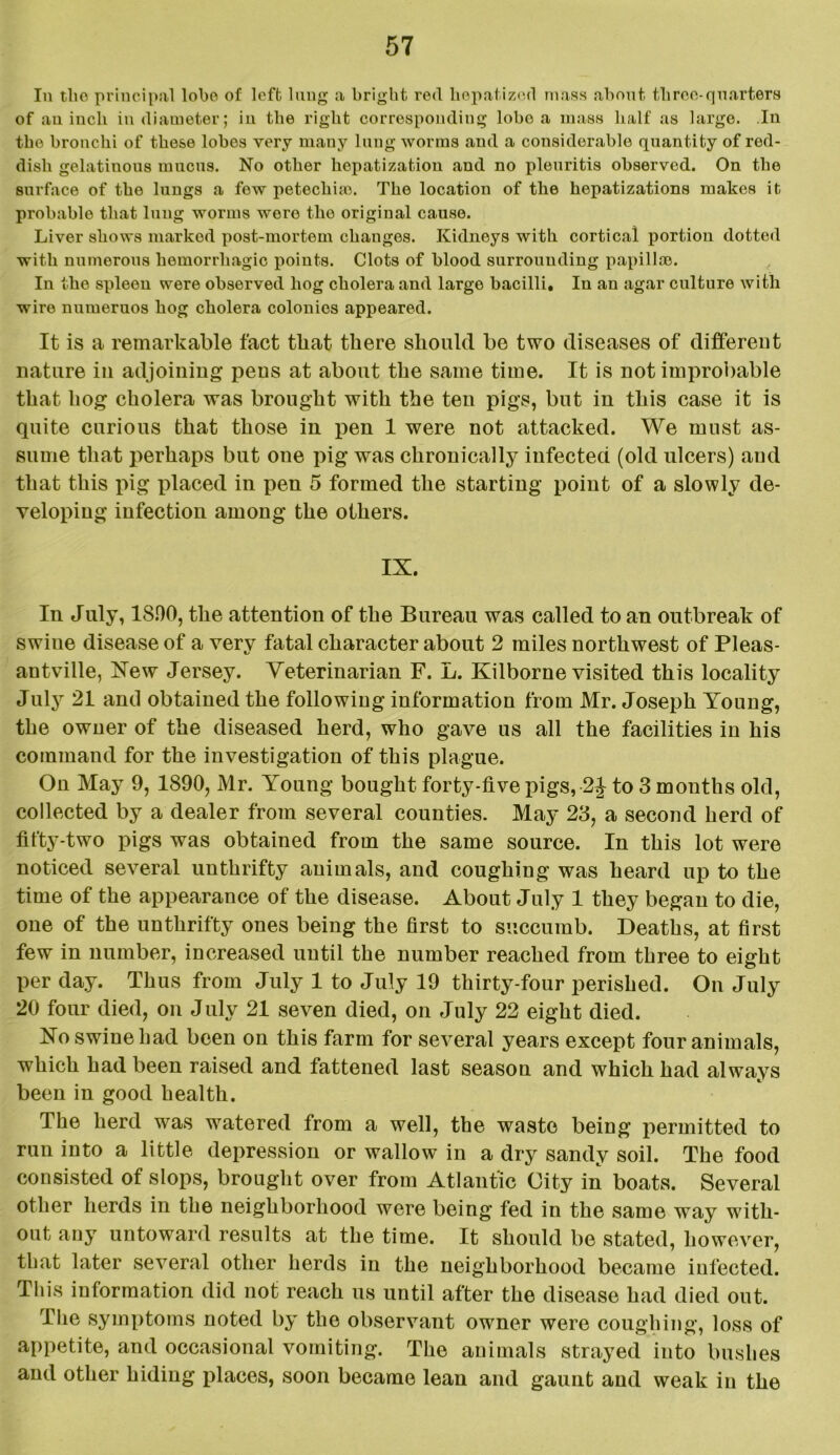 In tlio principal lobe of left lung a bright red liepatizert mass about three-quarters of au inch in diameter; iu the right corresponding lobe a mass half as large. In the bronchi of these lobes very many lung worms and a considerable quantity of red- dish gelatinous mucus. No other hepatization and no pleuritis observed. On the surface of the lungs a few petechia). The location of the hepatizations makes it probable that lung worms were the original cause. Liver shows marked post-mortem changes. Kidneys with cortical portion dotted with numerous hemorrhagic points. Clots of blood surrounding papillae. In the spleen were observed hog cholera and large bacilli, Iu an agar culture with wire numeruos hog cholera colonies appeared. It is a remarkable fact tliat there should be two diseases of different nature in adjoining pens at about the same time. It is not improbable that hog cholera was brought with the ten pigs, but in this case it is quite curious that those in pen 1 were not attacked. We must as- sume that perhaps but one pig was chronically infected (old ulcers) and that this pig placed in pen 5 formed the starting point of a slowly de- veloping infection among the others. IX. In July, 1800, the attention of the Bureau was called to an outbreak of swine disease of a very fatal character about 2 miles northwest of Pleas- antville, Xew Jersey. Veterinarian F. L. Kilborne visited this locality July 21 anti obtained the following information from Mr. Joseph Young, the owner of the diseased herd, who gave us all the facilities in his command for the investigation of this plague. On May 9, 1890, Mr. Young bought forty-five pigs, 2J to 3 months old, collected by a dealer from several counties. May 23, a second herd of fifty-two pigs was obtained from the same source. In this lot were noticed several unthrifty animals, and coughing was heard up to the time of the appearance of the disease. About July 1 they began to die, one of the unthrifty ones being the first to succumb. Deaths, at first few in number, increased until the number reached from three to eight per day. Thus from July 1 to July 19 thirty-four perished. On July 20 four died, on July 21 seven died, on July 22 eight died. Xo swine had been on this farm for several years except four animals, which had been raised and fattened last season and which had always been in good health. The herd was watered from a well, the waste being permitted to run into a little depression or wallow in a dry sandy soil. The food consisted of slops, brought over from Atlantic City in boats. Several other herds in the neighborhood were being fed in the same way with- out any untoward results at the time. It should be stated, however, that later several other herds in the neighborhood became infected. This information did not reach us until after the disease had died out. The symptoms noted by the observant owner were coughing, loss of appetite, and occasional vomiting. The animals strayed into bushes and other hiding places, soon became lean and gaunt and weak iu the