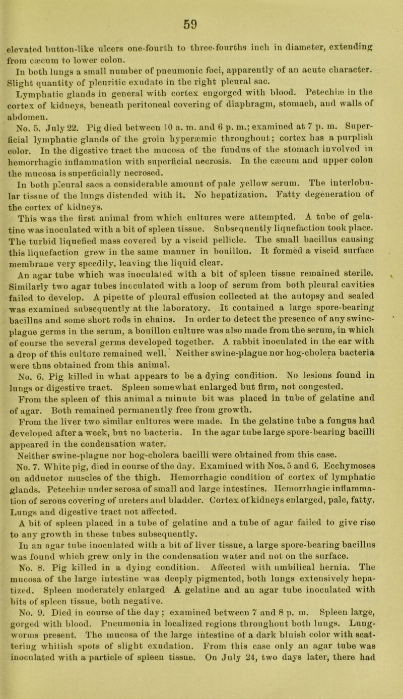 elevated button-like ulcers one-fourth to three-fourths inch in diameter, extending from caecum to lower colon. Iu both lungs a small number of pneumonic foci, apparently of an acute character. Slight quantity of pleuritic exudate in the right pleural sac. Lymphatic glands in general with cortex engorged with blood. Petechias in the cortex of kidneys, beneath peritoneal covering of diaphragm, stomach, and walls of abdomen. No. 5. July 22. Pig died between 10 a. m. and 6 p. m.; examined at 7 p. m. Super- ficial lymphatic glands of the groin hypersemic throughout; cortex has a purplish color. In the digestive tract the mucosa of the fundus of the stomach involved in hemorrhagic inflammation with superficial necrosis. In the caecum and upper colon the mucosa is superficially necrosed. In both pleural sacs a considerable amount of pale yellow serum. The interlobu- lar tissue of the lungs distended with it. No hepatization. Fatty degeneration of the cortex of kidneys. This was the first animal from which cultures were attempted. A tube of gela- tine was inoculated with a bit of spleen tissue. Subsequently liquefaction took place. The turbid liquefied mass covered by a viscid pellicle. The small bacillus causing this liquefaction grew in the same manner in bouillon. It formed a viscid surface membrane very speedily, leaving the liquid clear. An agar tube which was inoculaied with a bit of spleen tissue remained sterile. Similarly two agar tubes inoculated with a loop of serum from both pleural cavities failed to develop. A pipette of pleural effusion collected at the autopsy and sealed was examined subsequently at the laboratory. It contained a large spore-bearing bacillus and some short rods in chains. In order to detect the presence of any swine- plague germs in the serum, a bouillon culture was also made from the serum, in which of course the several germs developed together. A rabbit inoculated in the ear with a drop of this culture remained well. ’ Neither swine-plague nor hog-cholera bacteria were thus obtained from this animal. No. 6. Pig killed in what appears to be a dying condition. No lesions found in lungs or digestive tract. Spleen somewhat enlarged but firm, not congested. From the spleen of this animal a minute bit was placed in tube of gelatine and of agar. Both remained permanently free from growth. From the liver two similar cultures were made. In the gelatine tube a fungus had developed after a week, but no bacteria. In the agar tube large spore-bearing bacilli appeared in the condensation water. Neither swine-plague nor hog-cholera bacilli were obtained from this case. No. 7. White pig, died in course of the day. Examined with Nos. 5 and 6. Ecchymoses on adductor muscles of the thigh. Hemorrhagic condition of cortex of lymphatic glands. Petechiie under serosa of small and large intestines. Hemorrhagic inflamma- tion of serous covering of ureters and bladder. Cortex of kidneys enlarged, pale, fatty. Lungs and digestive tract not affected. A bit of spleen placed in a tube of gelatine and a tube of agar failed to give rise to any growth in these tubes subsequently. Iu an agar tube inoculated with a bit of liver tissue, a large spore-bearing bacillus was found which grew only in the condensation water and not on the surface. No. 8. Pig killed in a dying condition. Affected with umbilical hernia. The mucosa of the large intestine was deeply pigmented, both lungs extensively hepa- tized. Spleen moderately enlarged A gelatine and an agar tube inoculated with bits of spleen tissue, both negative. No. 9. Died in course of the day ; examined between 7 and 8 p. m. Spleen large, gorged with blood. Pneumonia in localized regions throughout both lungs. Luug- worms present. The mucosa of the large intestine of a dark bluish color with scat- tering whitish spots of slight exudation. From this case only an agar tube was inoculated with a particle of spleen tissue. On July 24, two days later, there had
