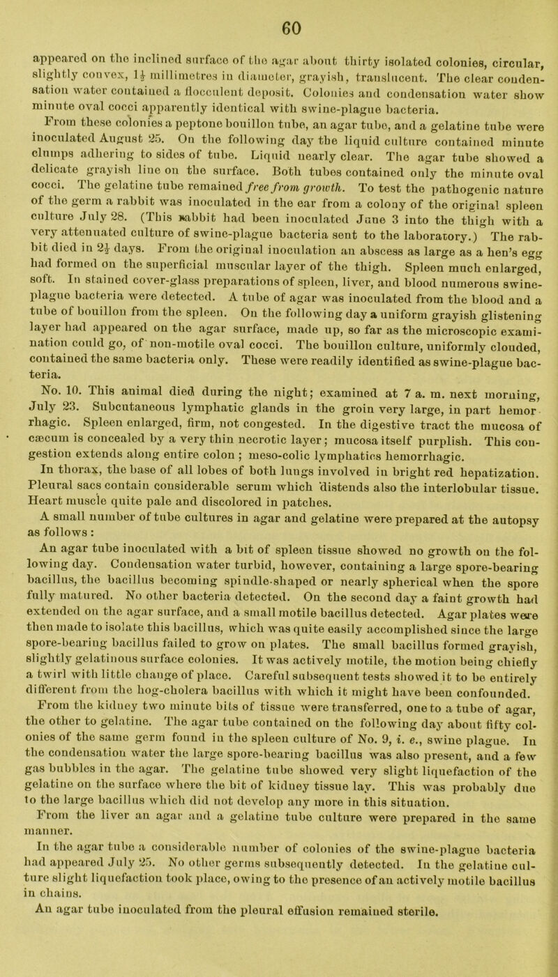 appeared on the inclined surface of the agar about thirty isolated colonies, circular, slightly couvex, 1£ millimetres in diameter, grayish, translucent. The clear conden- sation water contained a llocculent deposit. Colonies and condensation water show minute oval cocci apparently identical with swine-plague bacteria. From these colonies a peptone bouillon tube, an agar tubo, and a gelatine tube were inoculated August 25. On the following day the liquid culture contained minute clumps adhering to sides of tube. Liquid nearly clear. The agar tube showed a delicate grayish line on the surface. Both tubes contained only the minute oval cocci. The gelatine tube remained free from growth. To test the pathogenic nature of the geim a labbit was inoculated in the ear trom a colony of the original spleen culture July 28. (This Babbit had been inoculated June 3 into the thigh with a very attenuated culture of swine-plague bacteria sent to the laboratory.) The rab- bit died in 2£ days. From the original inoculation an abscess as large as a hen’s egg had formed on the superficial muscular layer of the thigh. Spleen much enlarged, sott. In stained cover-glass preparations of spleen, liver, and blood numerous swine- plague bacteria were detected. A tube of agar was inoculated from the blood and a tube of bouillon from the spleen. On the following day a uniform grayish glistening layer had appeared on the agar surface, made up, so far as the microscopic exami- nation could go, of non-motile oval cocci. The bouillon culture, uniformly clouded, contained the same bacteria only. These were readily identified as swine-plague bac- teria. s a mal died durin^ the night; examined at 7 a. m. next morning, July 23. Subcutaneous lymphatic glands in the groin very large, in part hemor- rhagic. Spleen enlarged, firm, not congested. In the digestive tract the mucosa of crncum is concealed by a very thin necrotic layer; mucosa itself purplish. This con- gestion extends along entire colon ; meso-colic lymphatics hemorrhagic. In thorax, the base ot all lobes of both lungs involved in bright red hepatization. Pleural sacs contain considerable serum which 'distends also the interlobular tissue. Heart muscle quite pale and discolored in patches. A small number of tube cultures in agar and gelatine were prepared at the autopsy as follows: An agar tube inoculated with a bit of spleen tissue showed no growth on the fol- lowing day. Condensation water turbid, however, containing a large spore-bearing bacillus, the bacillus becoming spiudle-shaped or nearly spherical when the spore fully matured. No other bacteria detected. On the second day a faint growth had extended on the agar surface, and a small motile bacillus detected. Agar plates weu'e then made to isolate this bacillus, which was quite easily accomplished since the large spore-beariug bacillus failed to grow on plates. The small bacillus formed grayish, slightly gelatinous surface colonies. It was actively motile, the motion being chiefly a twirl with little change of place. Careful subsequent tests showed it to be entirely different from the liog-cholera bacillus with which it might have been confounded. From the kiduey two minute bits of tissue were transferred, one to a tube of agar, the other to gelatine. The agar tube contained on the following day about fifty col- onies of the same germ found iu the spleen culture of No. 9, i. e., swine plague. In the condensation water the large spore-beariug bacillus was also present, and a few gas bubbles in the agar. The gelatine tubo showed very slight liquefaction of the gelatine on the surface where the bit of kiduey tissue lay. This was probably due to the large bacillus which did not develop any more in this situation. From the liver an agar and a gelatine tube culture were prepared in the same manner. In the agar tube a considerable number of colonies of the swine-plague bacteria had appeared July 25. No other germs subsequently detected. In the gelatine cul- ture slight liquefaction took place, owing to the presence of an actively motile bacillus in chains. An agar tube inoculated from the pleural effusion remained sterile.